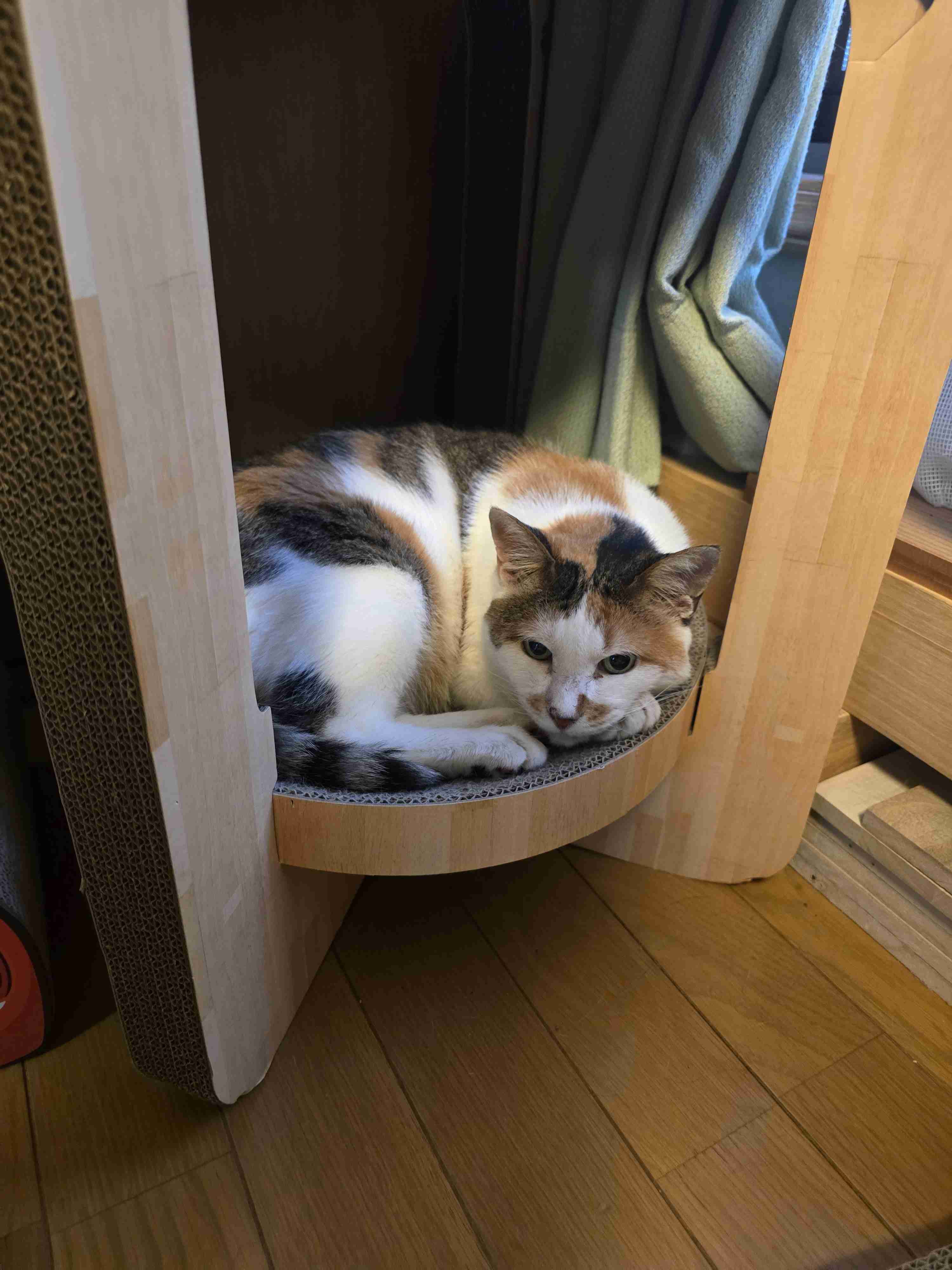 がるちゃん猫カフェ114号店開店しました♪(初めての方も大歓迎♪)
