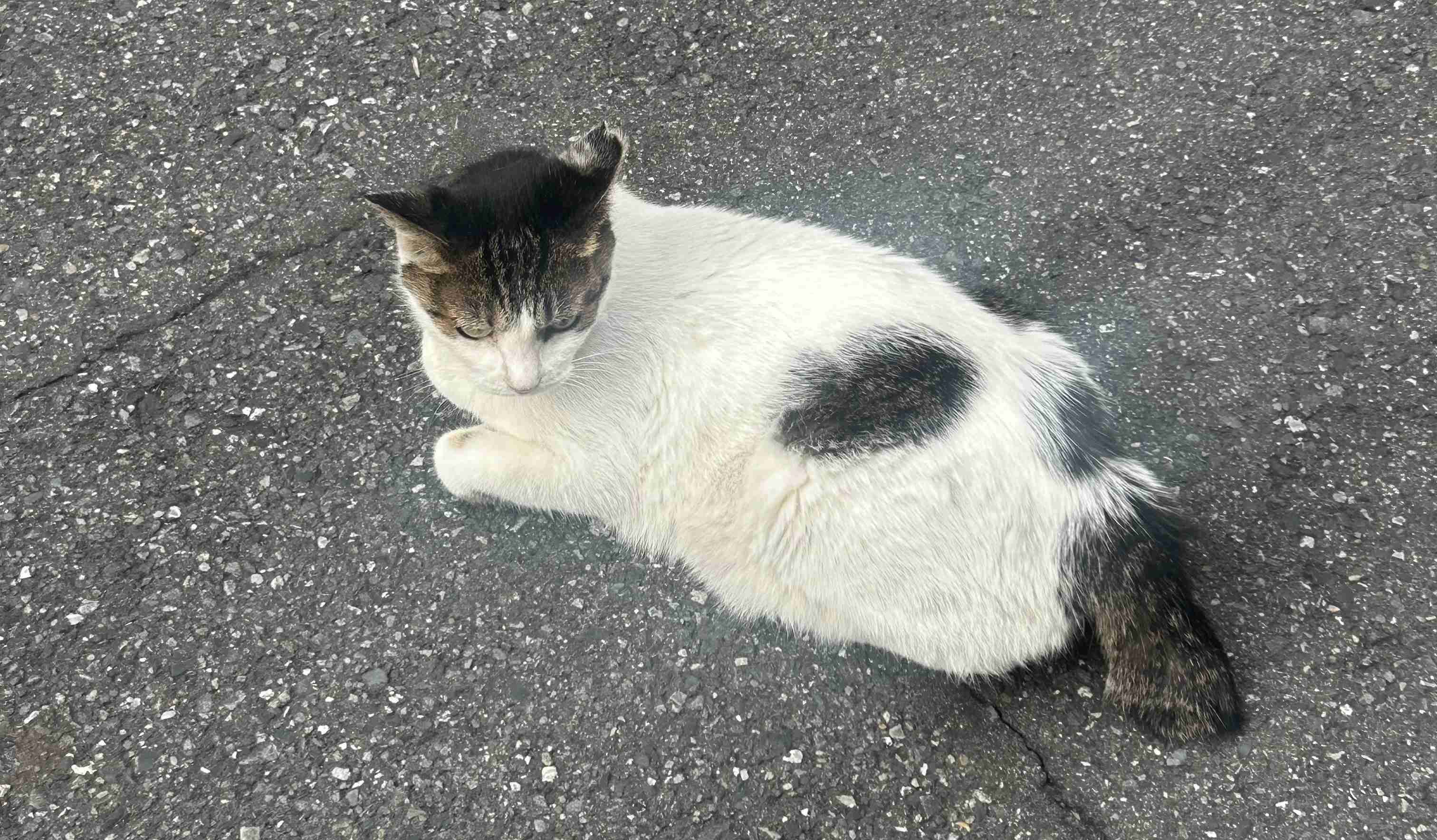 がるちゃん猫カフェ114号店開店しました♪(初めての方も大歓迎♪)