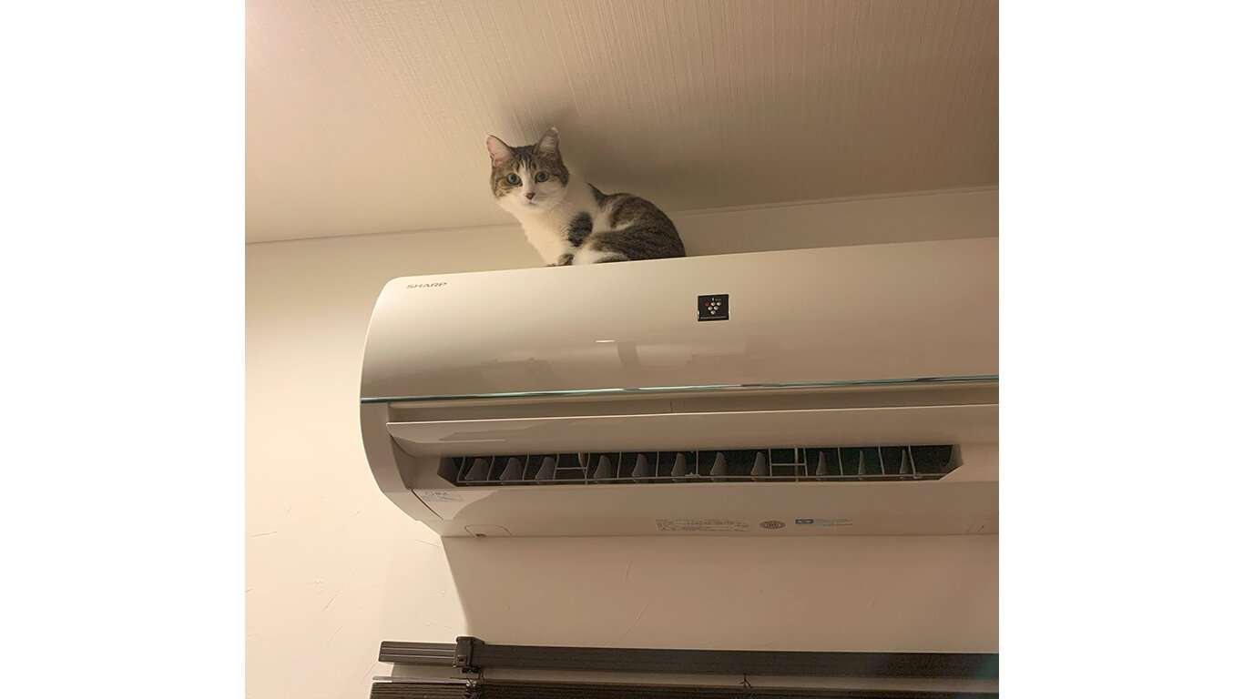 がるちゃん猫カフェ114号店開店しました♪(初めての方も大歓迎♪)