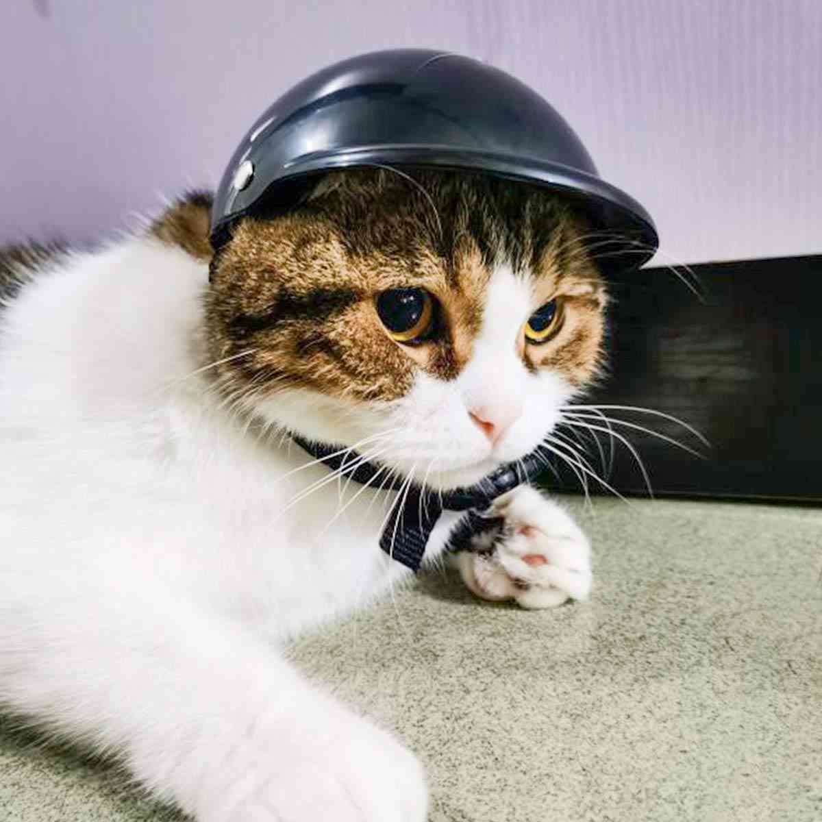 がるちゃん猫カフェ114号店開店しました♪(初めての方も大歓迎♪)