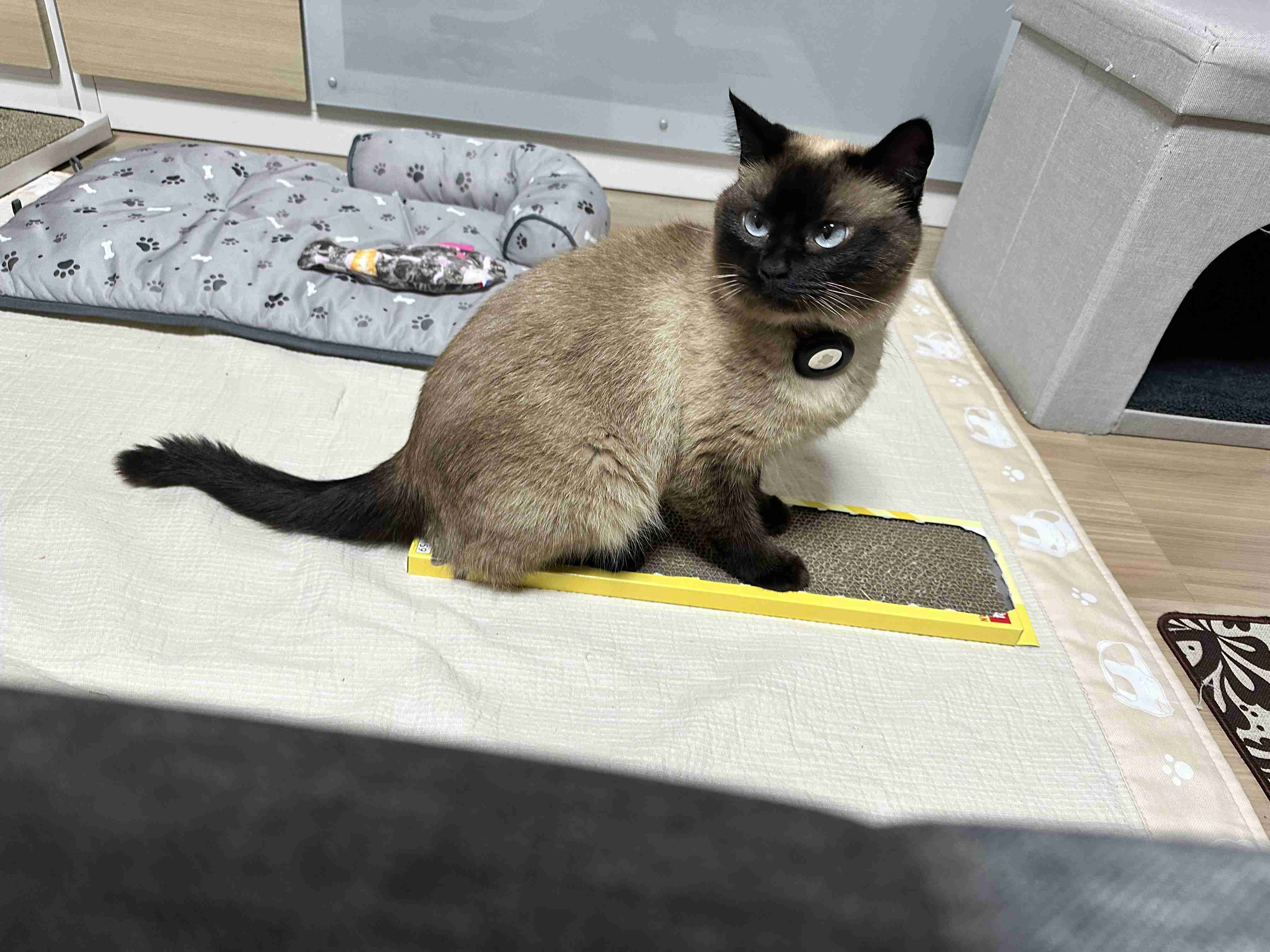 がるちゃん猫カフェ114号店開店しました♪(初めての方も大歓迎♪)
