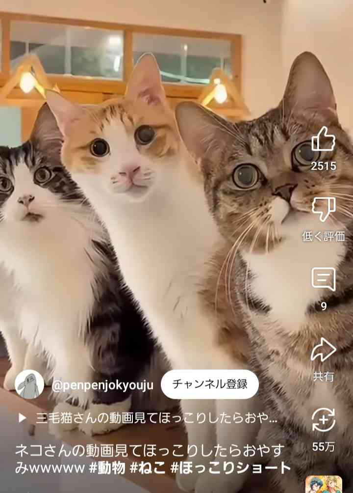 がるちゃん猫カフェ114号店開店しました♪(初めての方も大歓迎♪)