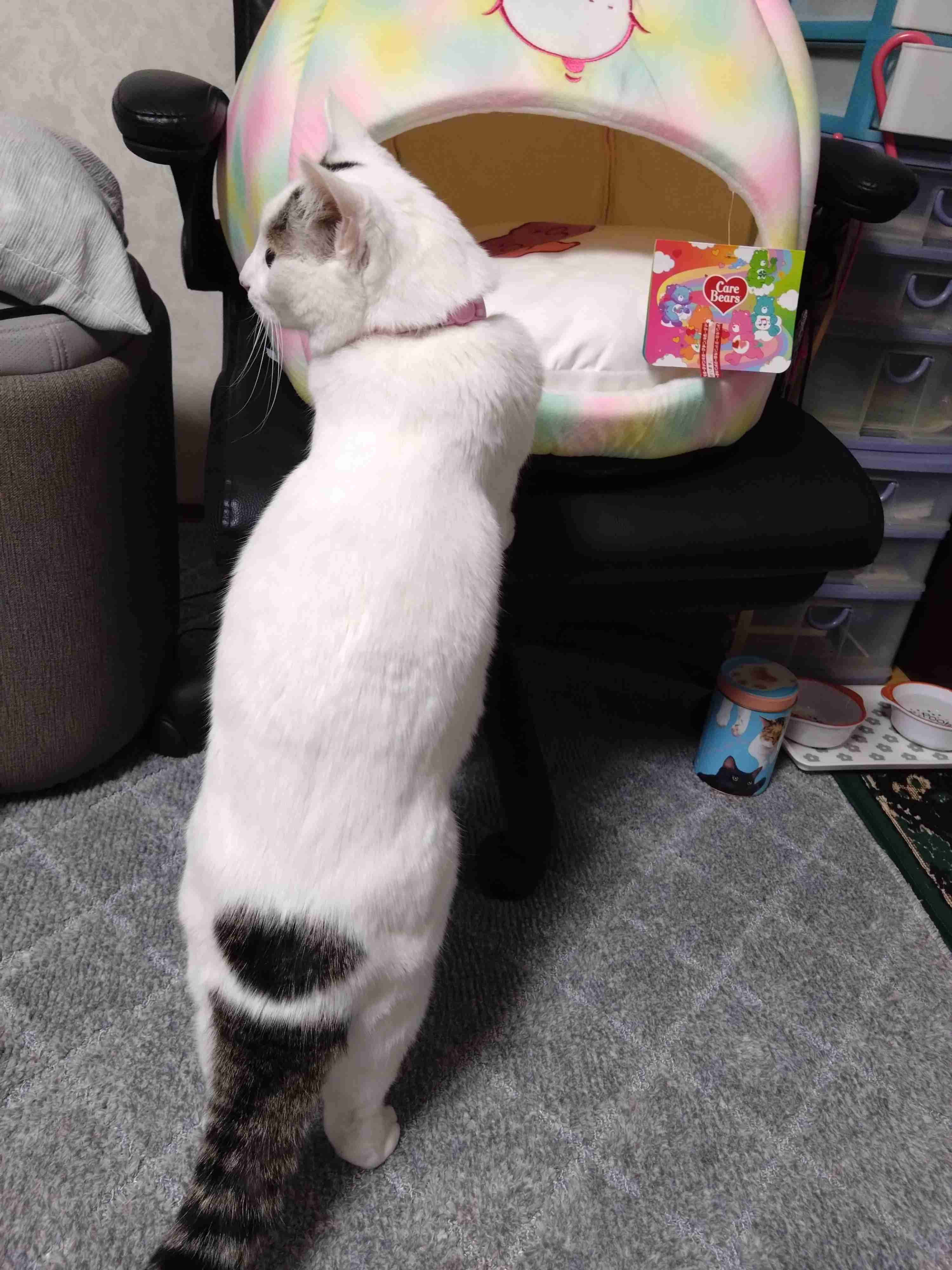 がるちゃん猫カフェ114号店開店しました♪(初めての方も大歓迎♪)
