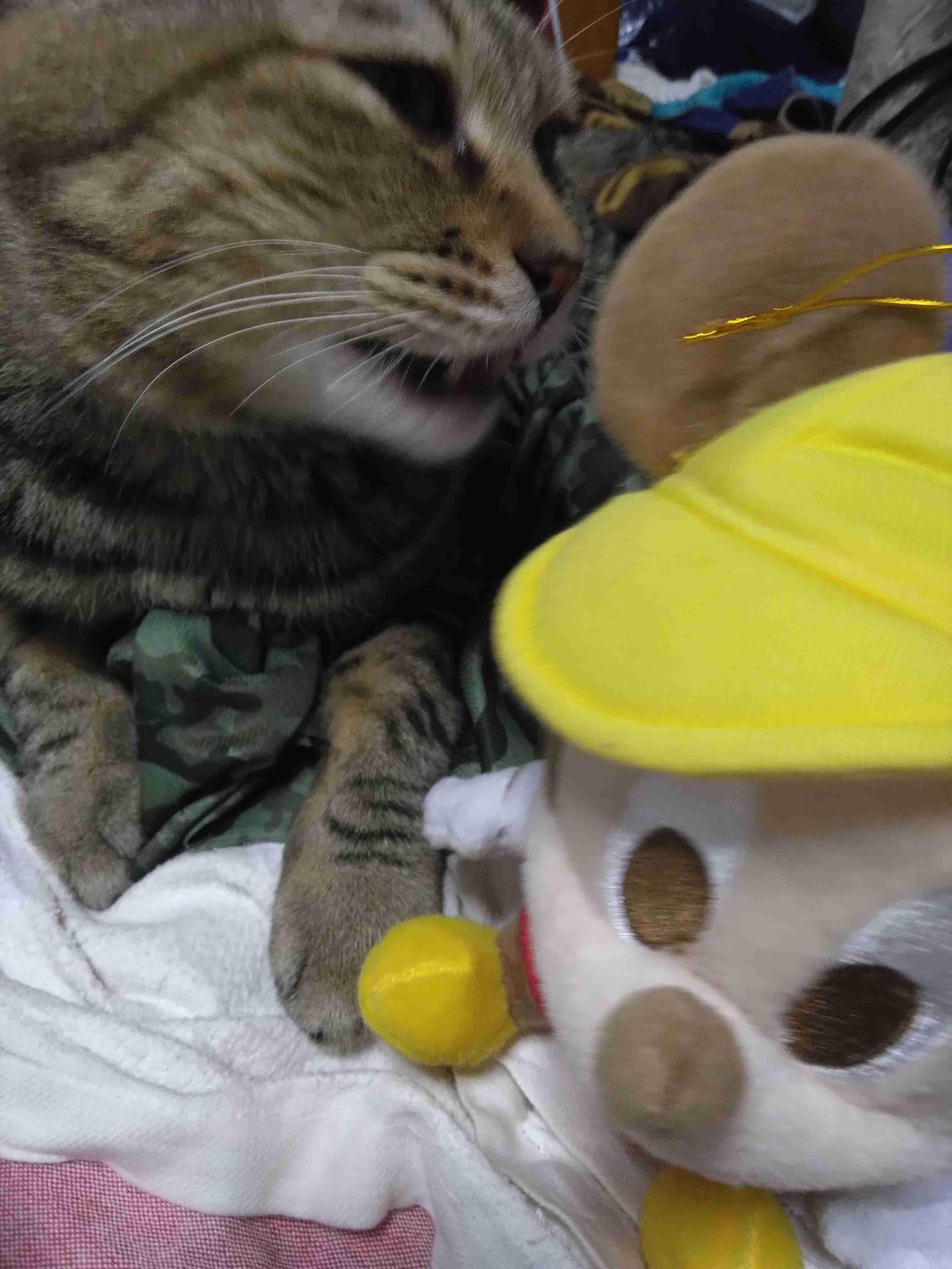 がるちゃん猫カフェ114号店開店しました♪(初めての方も大歓迎♪)