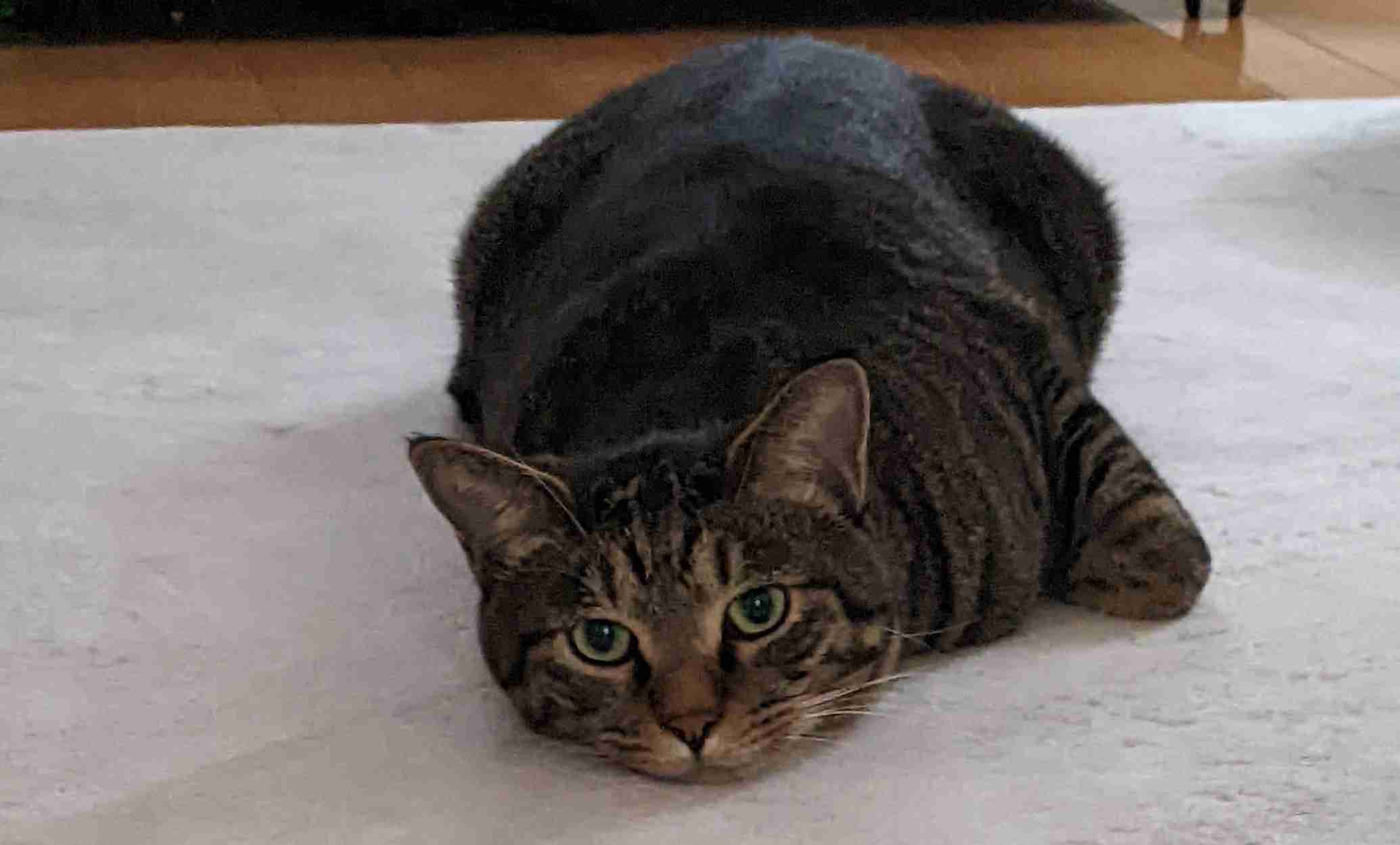 がるちゃん猫カフェ114号店開店しました♪(初めての方も大歓迎♪)