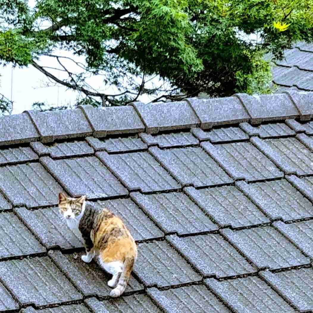 がるちゃん猫カフェ114号店開店しました♪(初めての方も大歓迎♪)