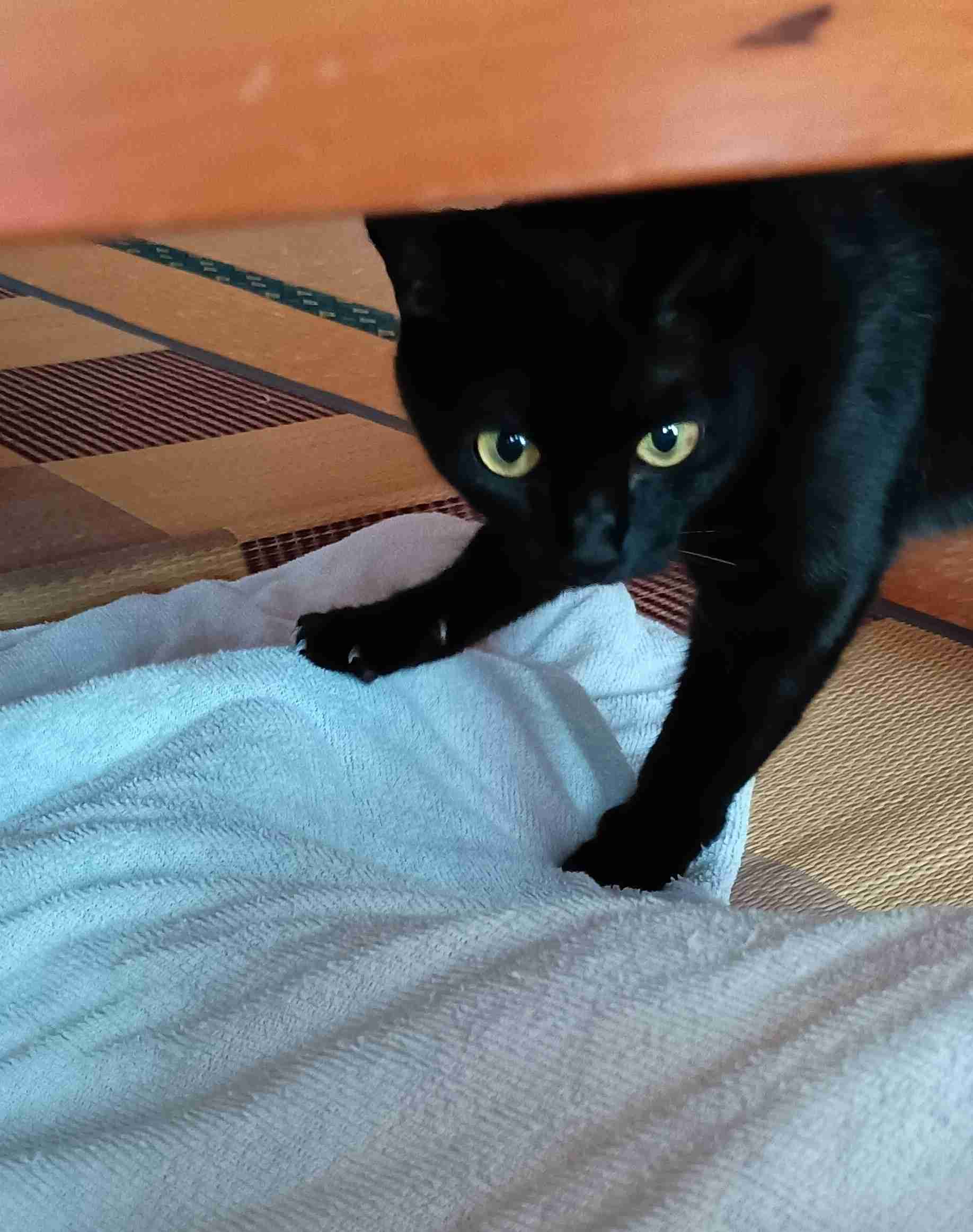 がるちゃん猫カフェ114号店開店しました♪(初めての方も大歓迎♪)