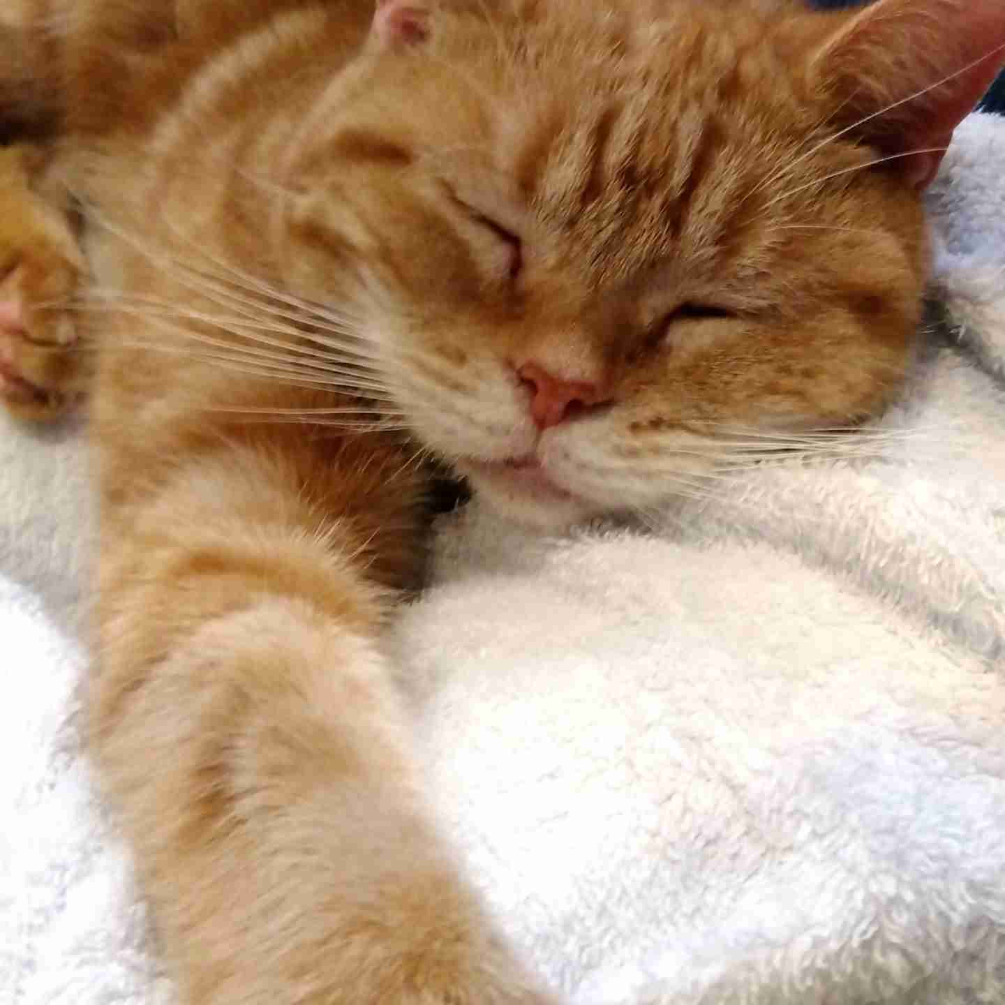 がるちゃん猫カフェ114号店開店しました♪(初めての方も大歓迎♪)