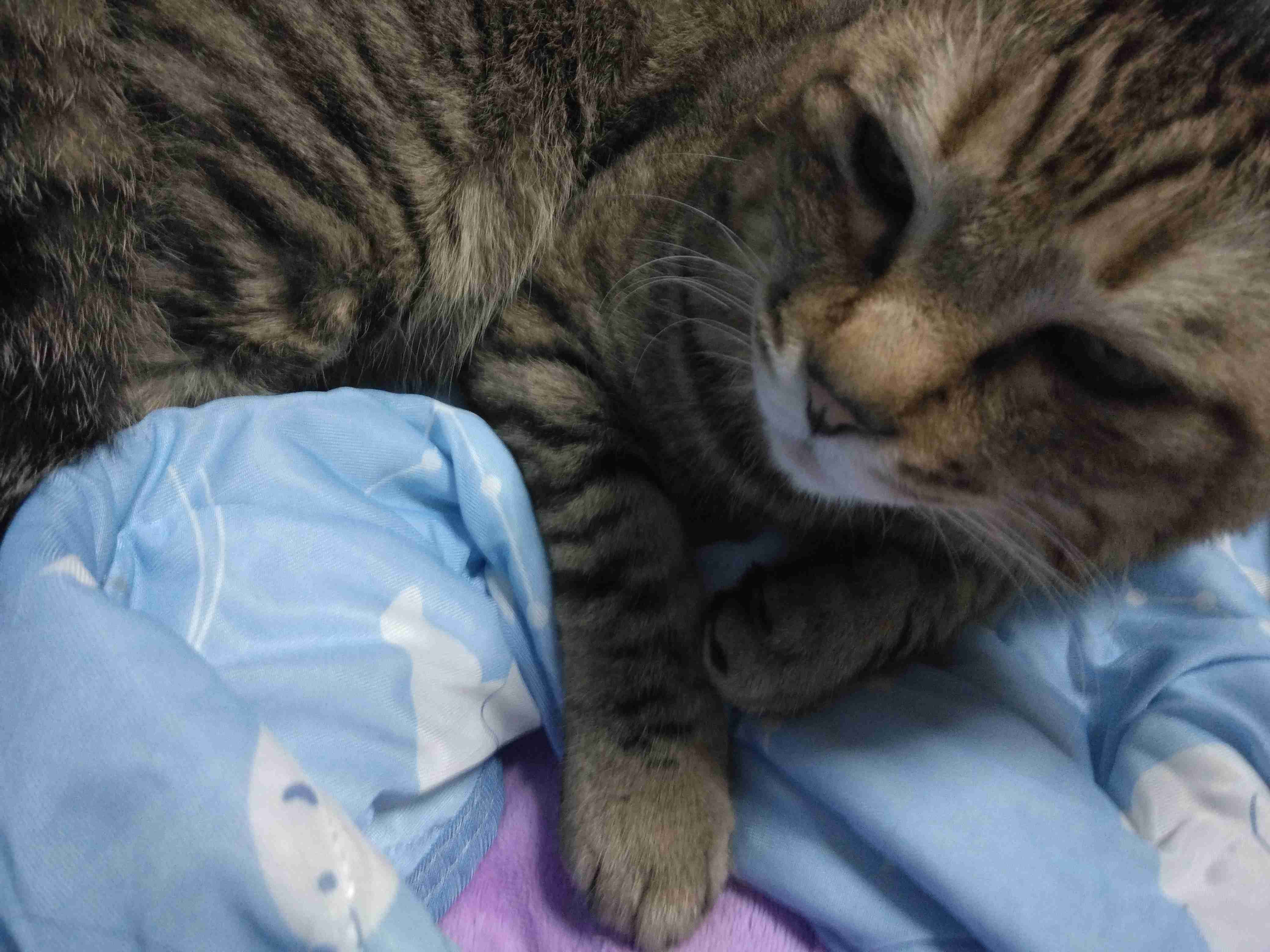 がるちゃん猫カフェ114号店開店しました♪(初めての方も大歓迎♪)