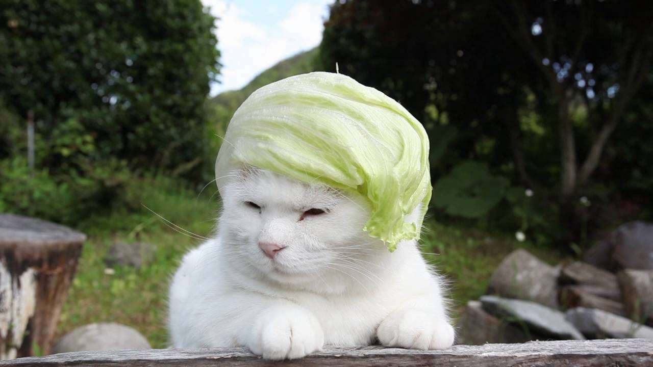 がるちゃん猫カフェ114号店開店しました♪(初めての方も大歓迎♪)
