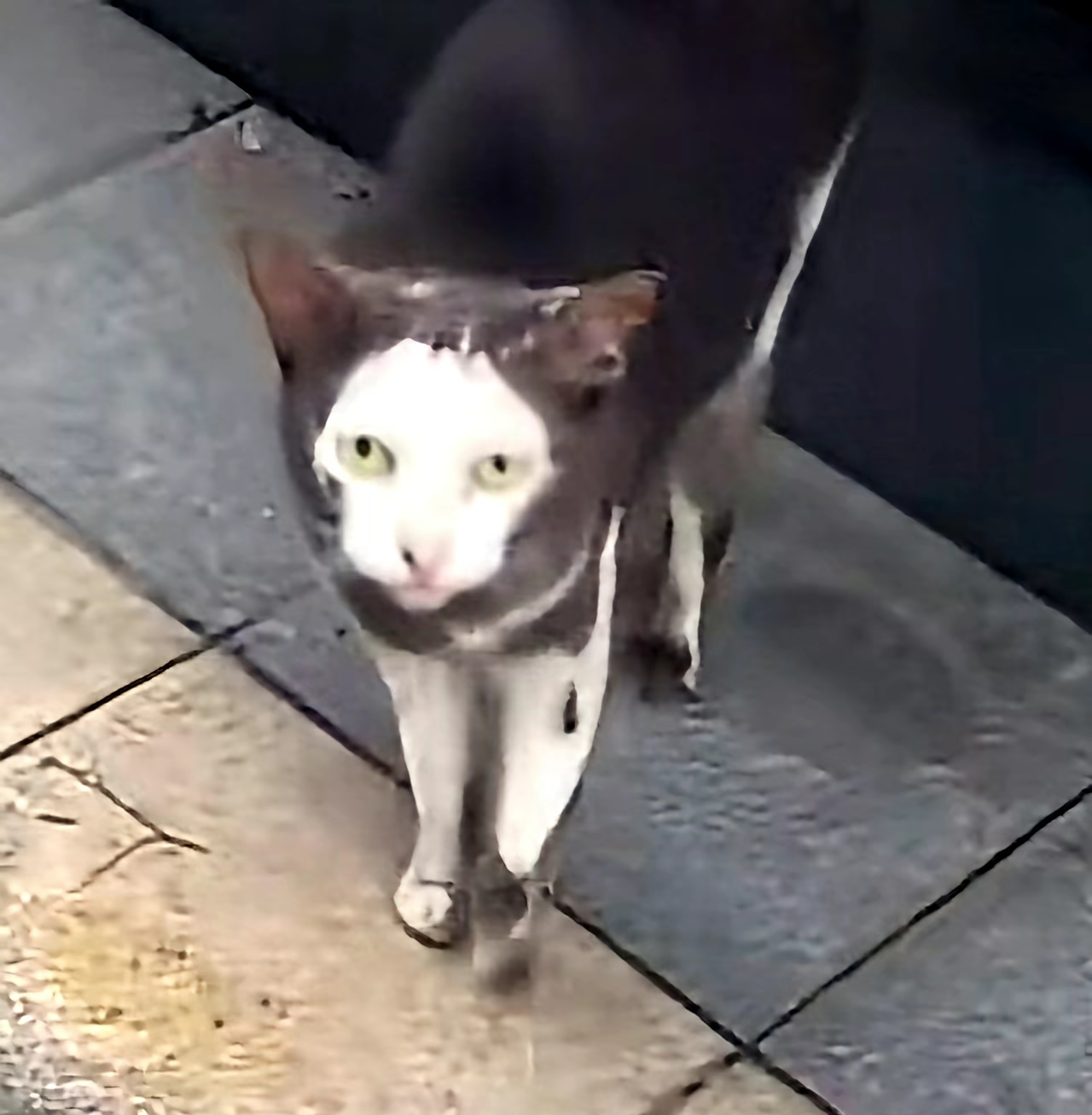 がるちゃん猫カフェ114号店開店しました♪(初めての方も大歓迎♪)