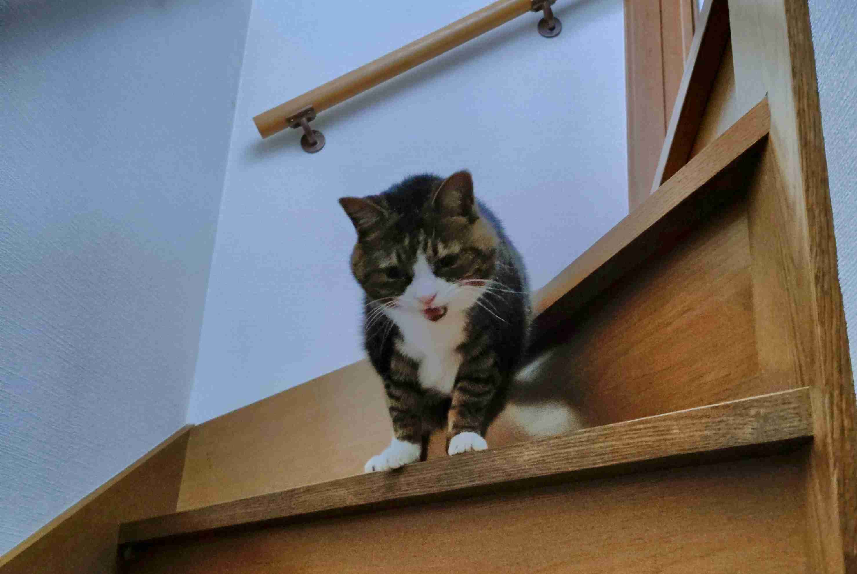 がるちゃん猫カフェ114号店開店しました♪(初めての方も大歓迎♪)