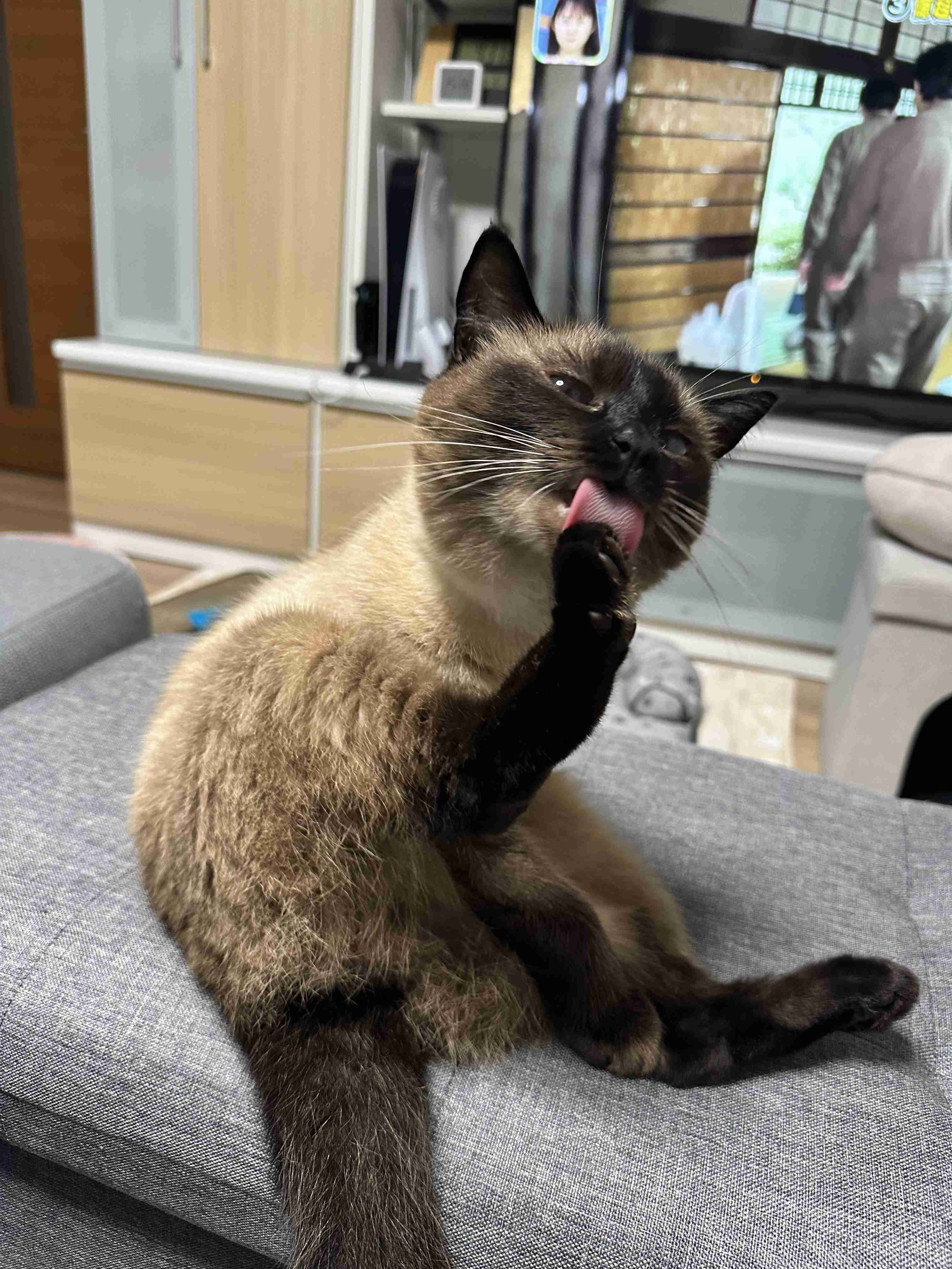 がるちゃん猫カフェ114号店開店しました♪(初めての方も大歓迎♪)