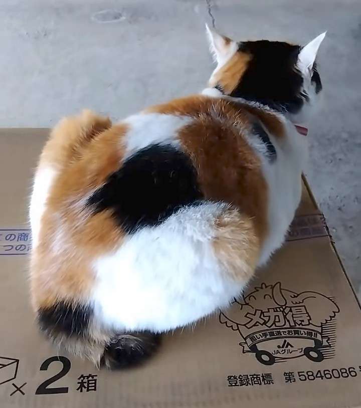 がるちゃん猫カフェ114号店開店しました♪(初めての方も大歓迎♪)