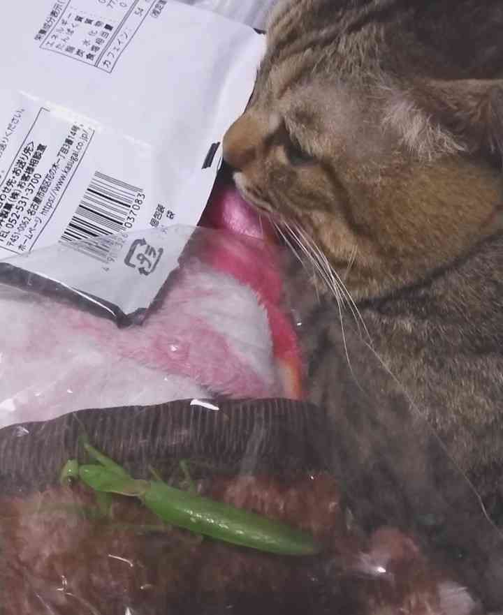 がるちゃん猫カフェ114号店開店しました♪(初めての方も大歓迎♪)