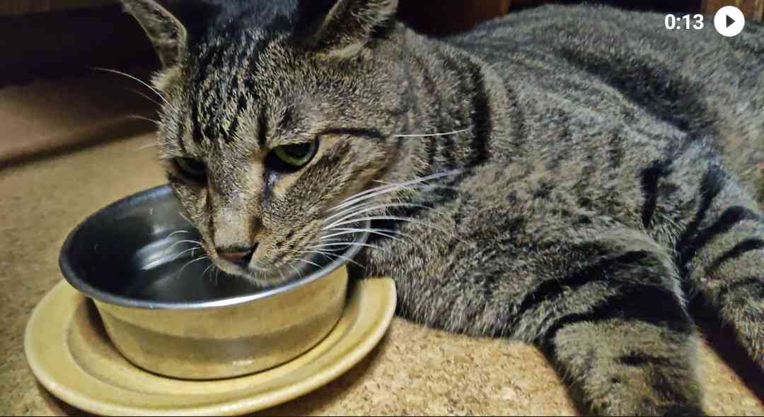 がるちゃん猫カフェ114号店開店しました♪(初めての方も大歓迎♪)