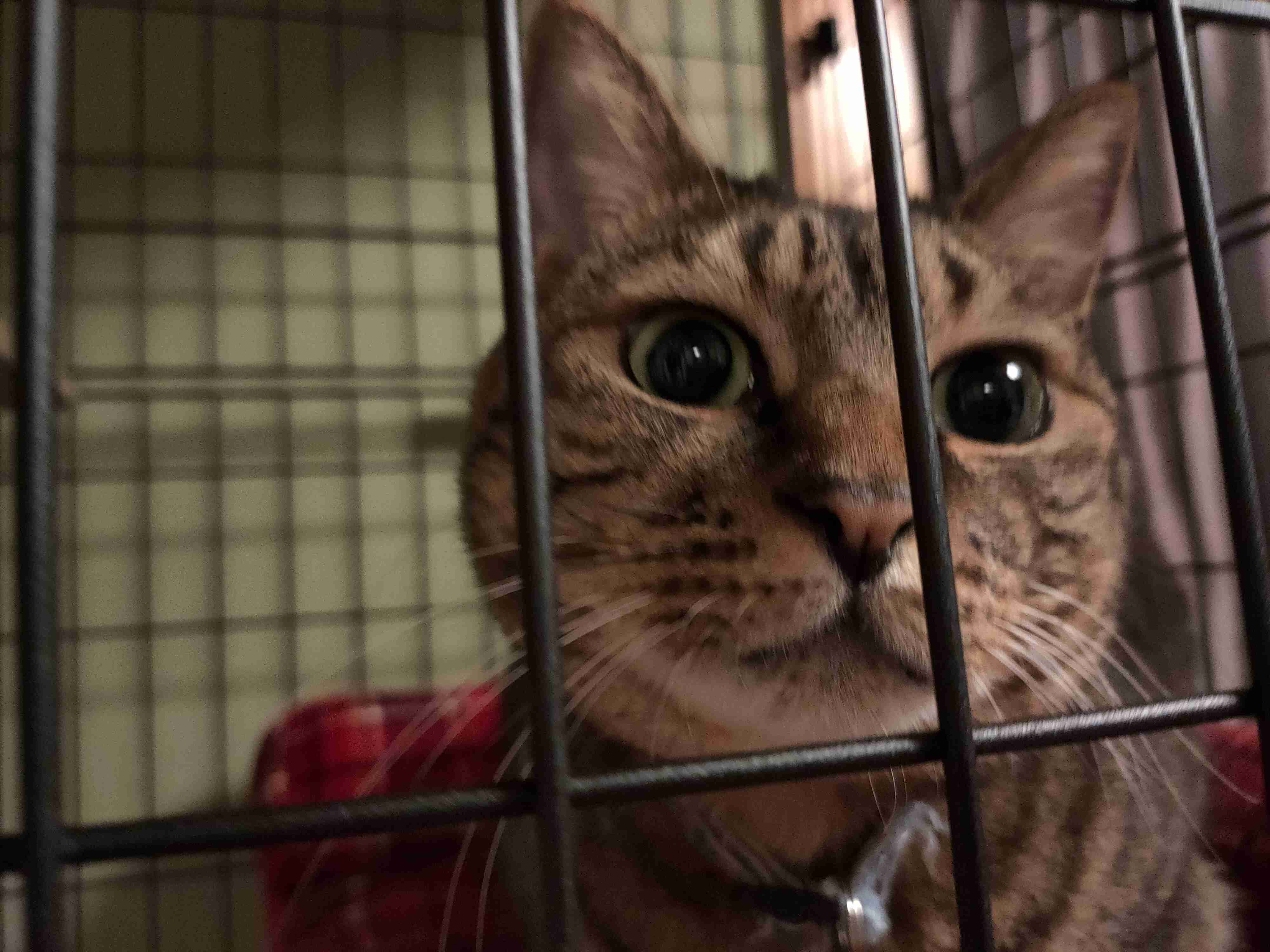 がるちゃん猫カフェ114号店開店しました♪(初めての方も大歓迎♪)