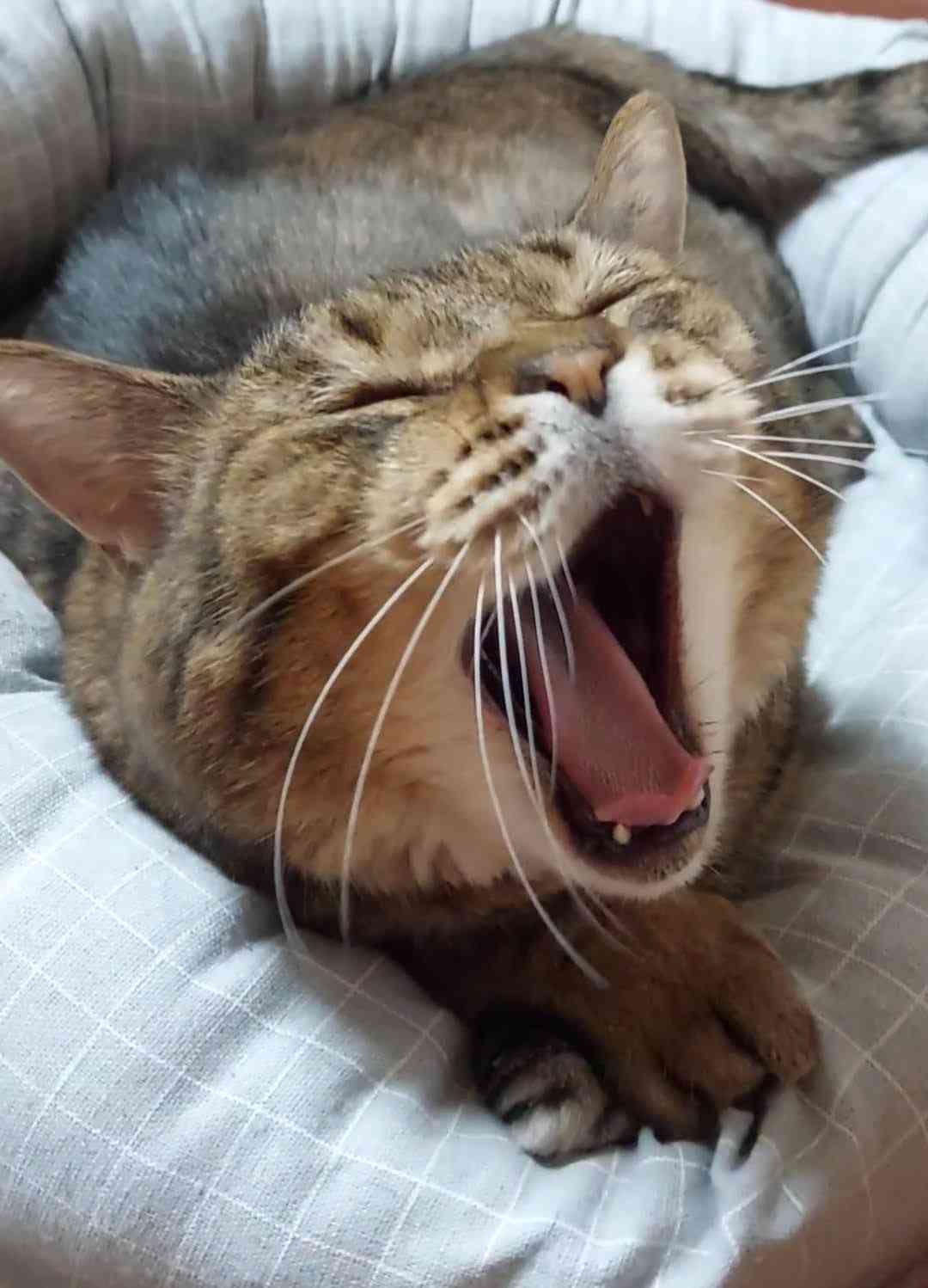 がるちゃん猫カフェ114号店開店しました♪(初めての方も大歓迎♪)
