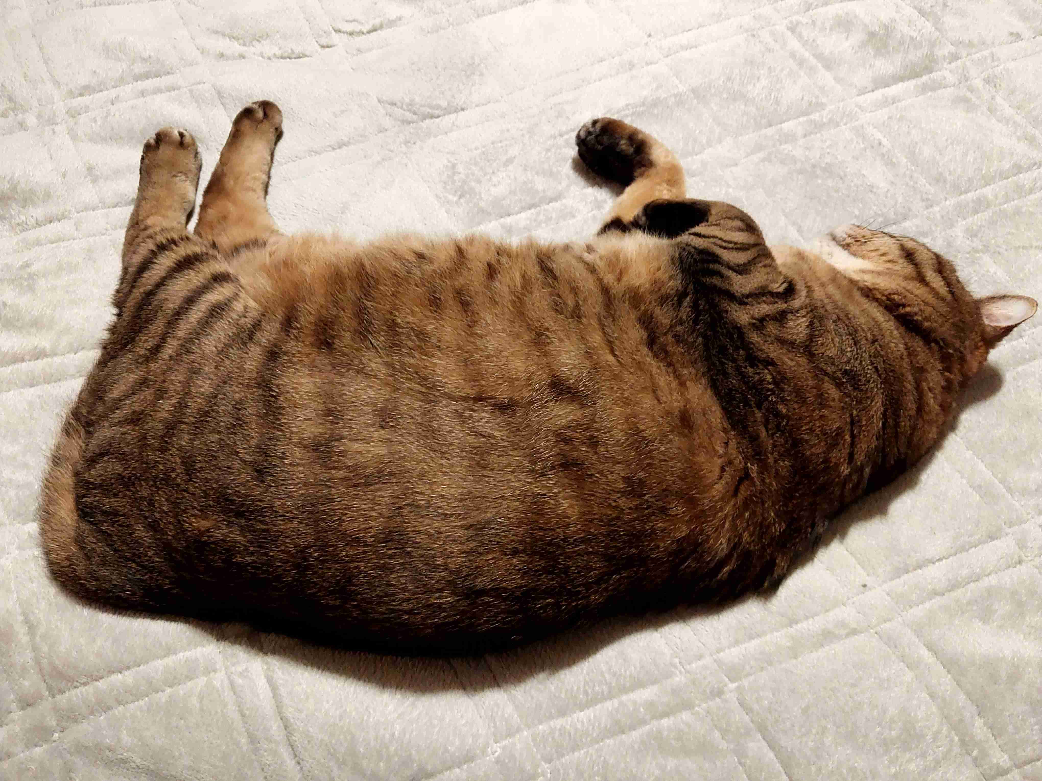 がるちゃん猫カフェ114号店開店しました♪(初めての方も大歓迎♪)