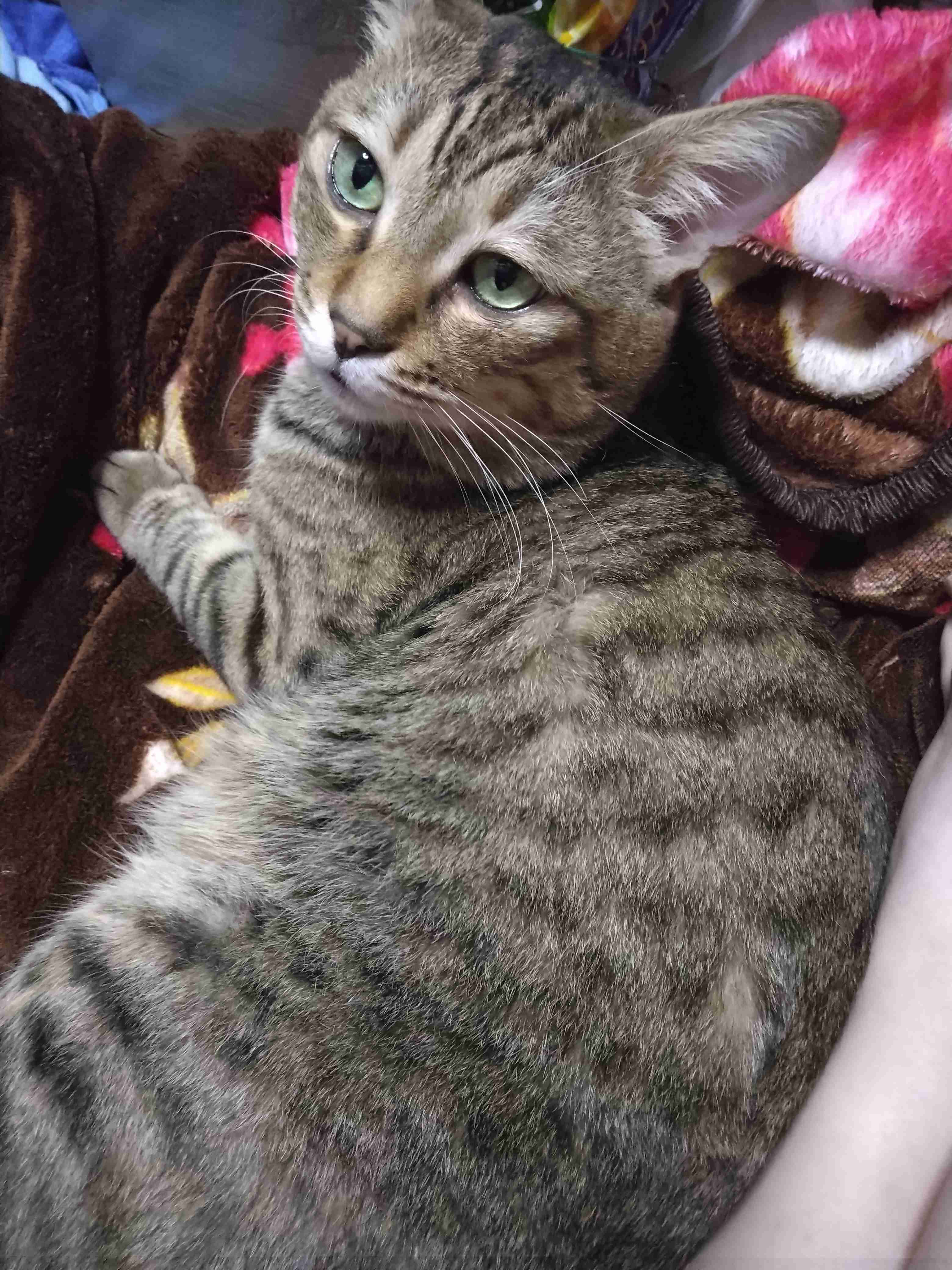 がるちゃん猫カフェ114号店開店しました♪(初めての方も大歓迎♪)