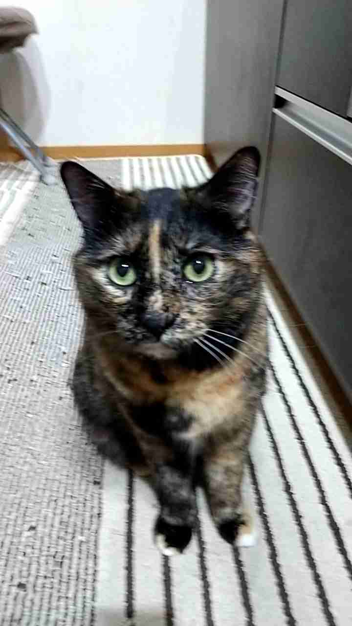 がるちゃん猫カフェ114号店開店しました♪(初めての方も大歓迎♪)