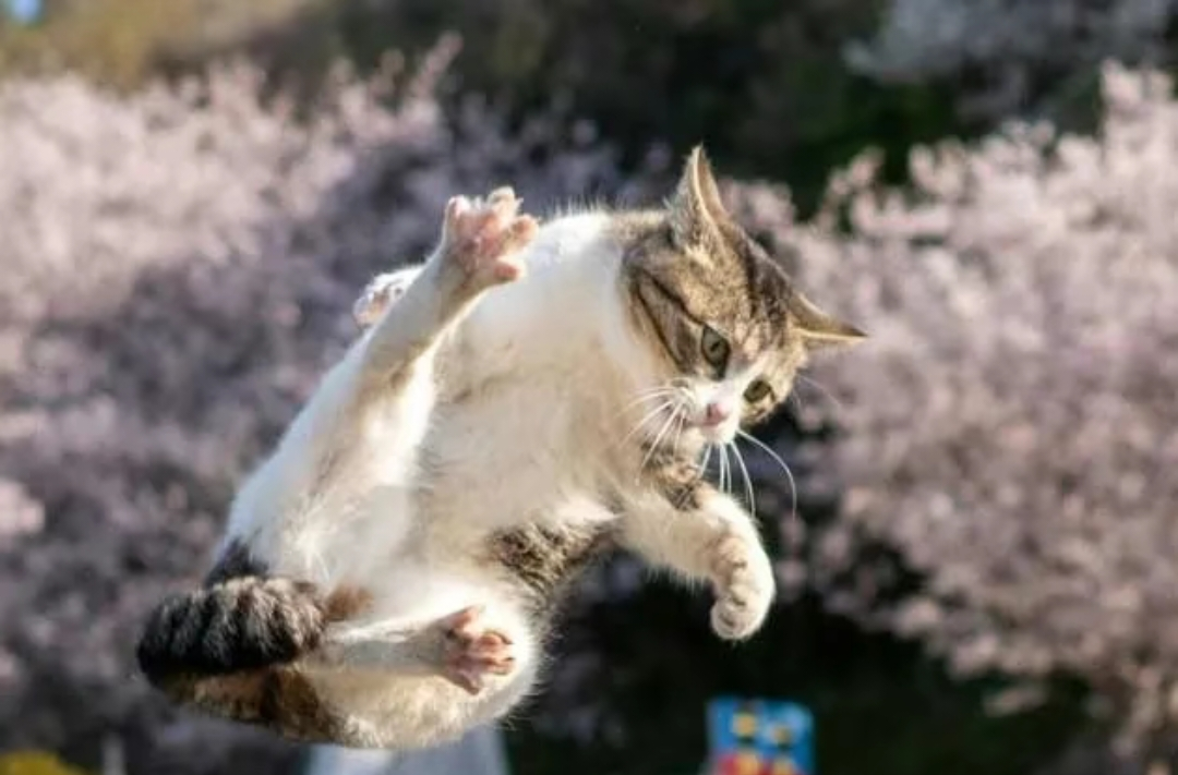 がるちゃん猫カフェ114号店開店しました♪(初めての方も大歓迎♪)