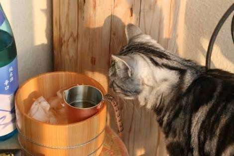 がるちゃん猫カフェ114号店開店しました♪(初めての方も大歓迎♪)
