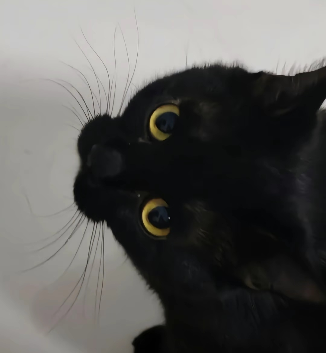 がるちゃん猫カフェ114号店開店しました♪(初めての方も大歓迎♪)