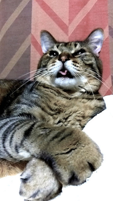 がるちゃん猫カフェ114号店開店しました♪(初めての方も大歓迎♪)
