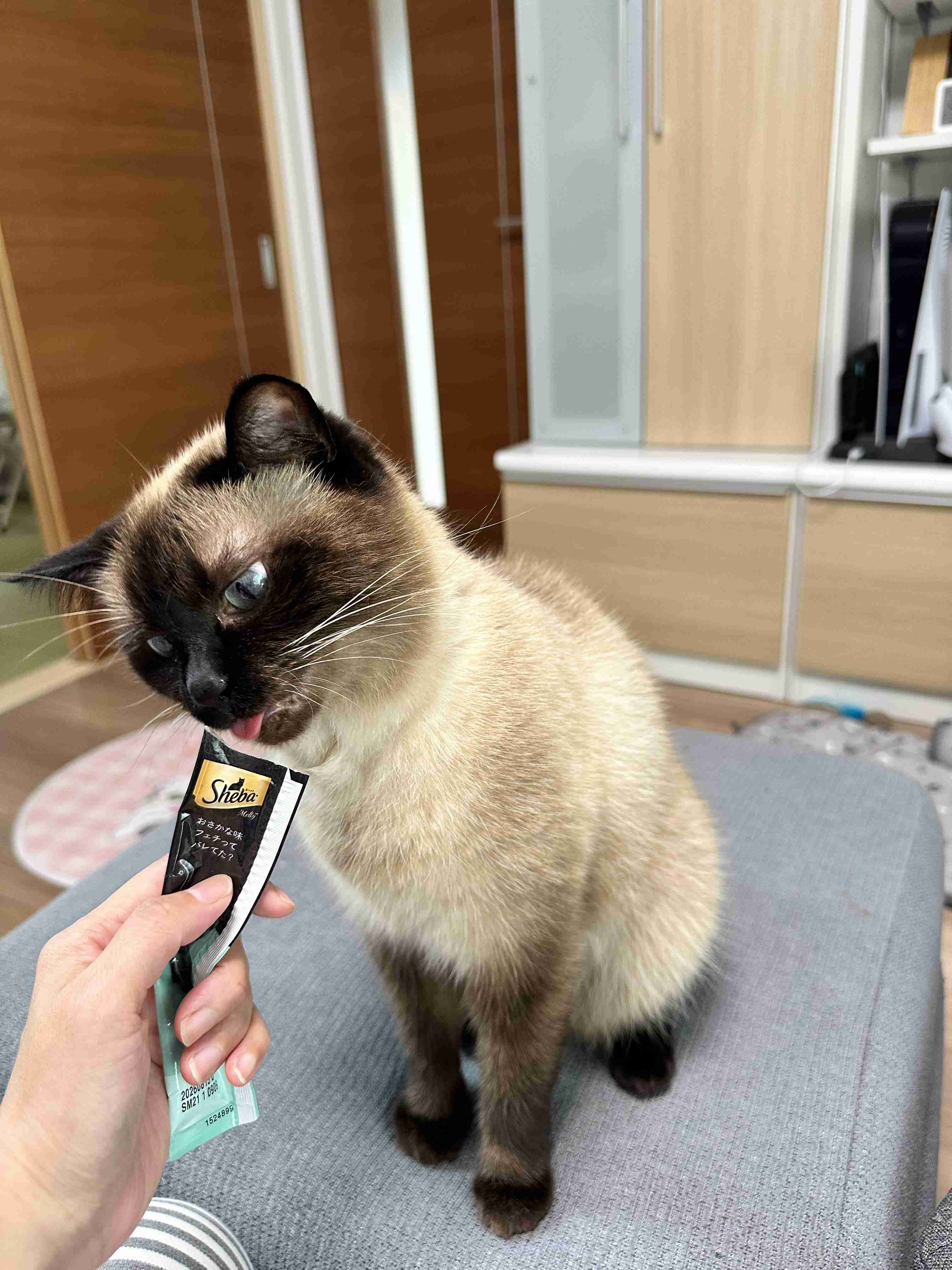 がるちゃん猫カフェ114号店開店しました♪(初めての方も大歓迎♪)