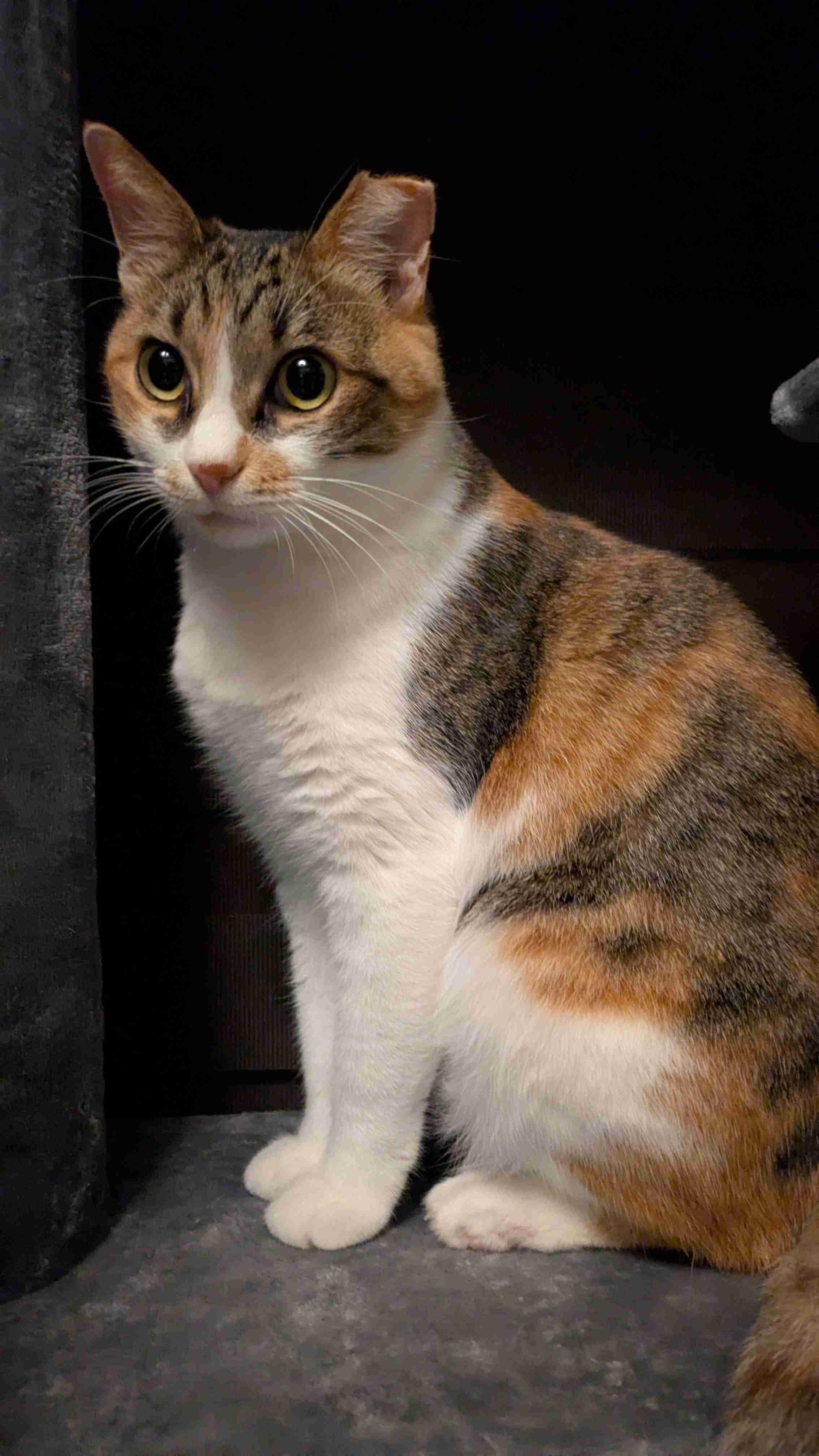 がるちゃん猫カフェ114号店開店しました♪(初めての方も大歓迎♪)