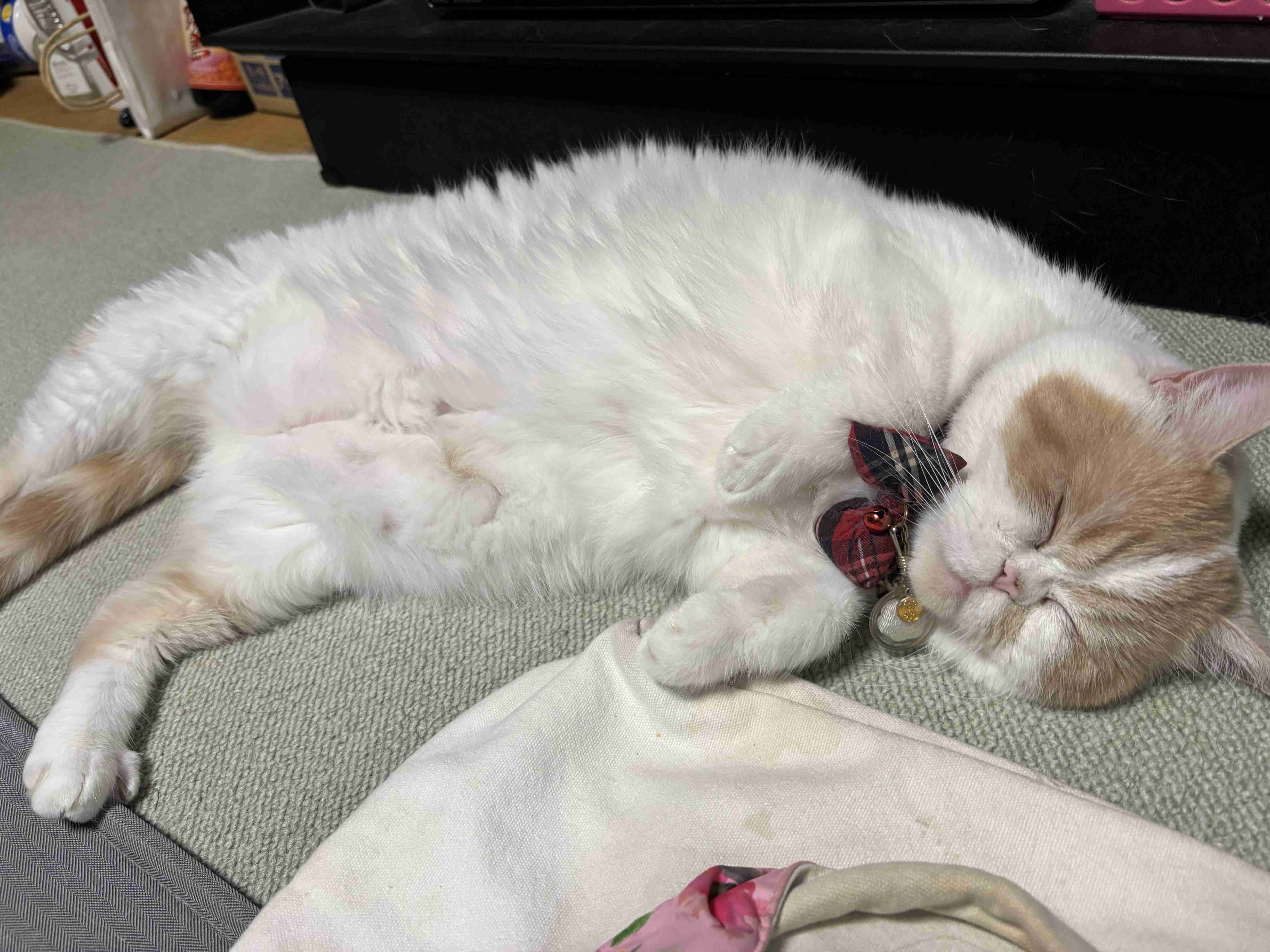 がるちゃん猫カフェ114号店開店しました♪(初めての方も大歓迎♪)