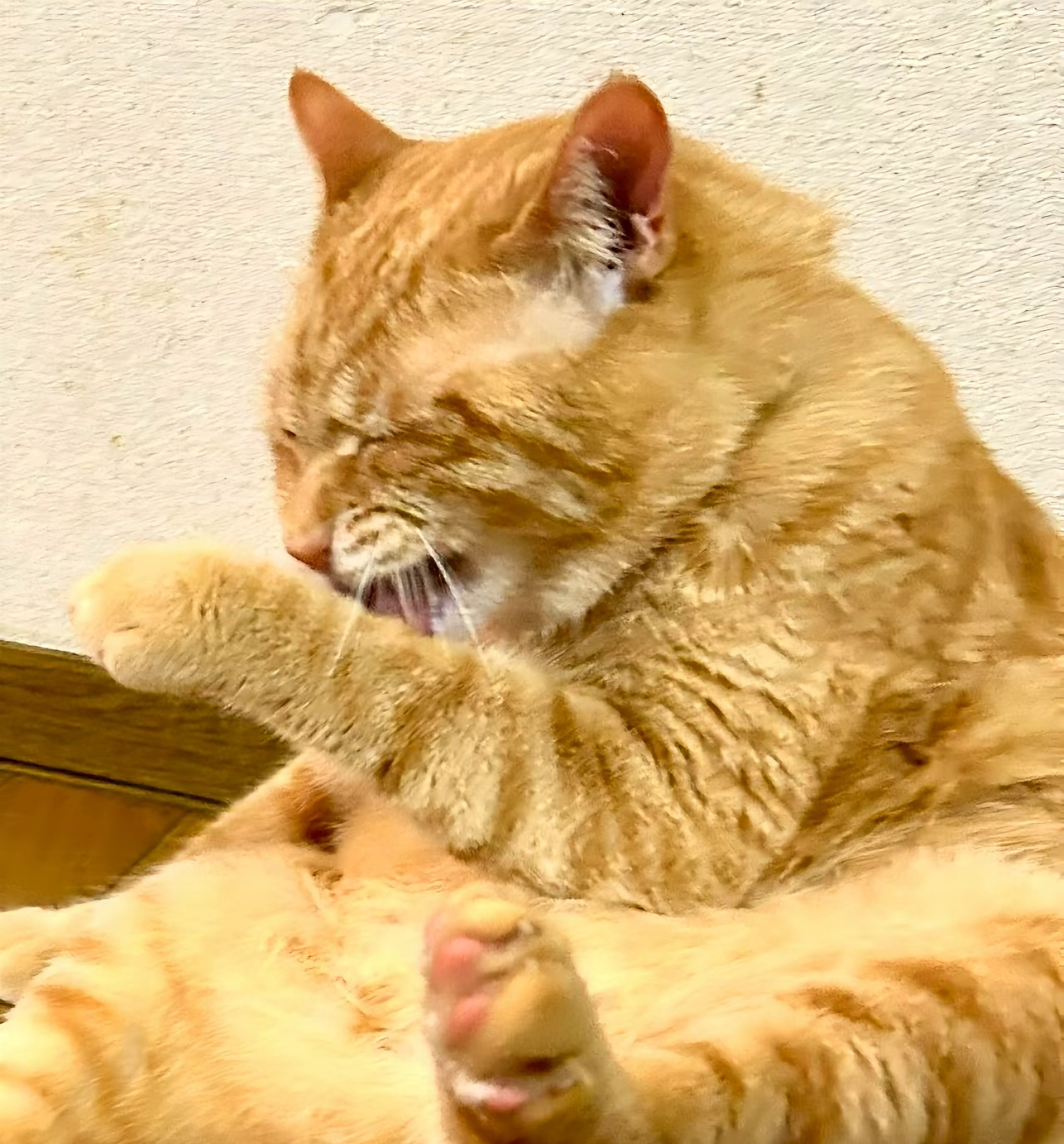 がるちゃん猫カフェ114号店開店しました♪(初めての方も大歓迎♪)