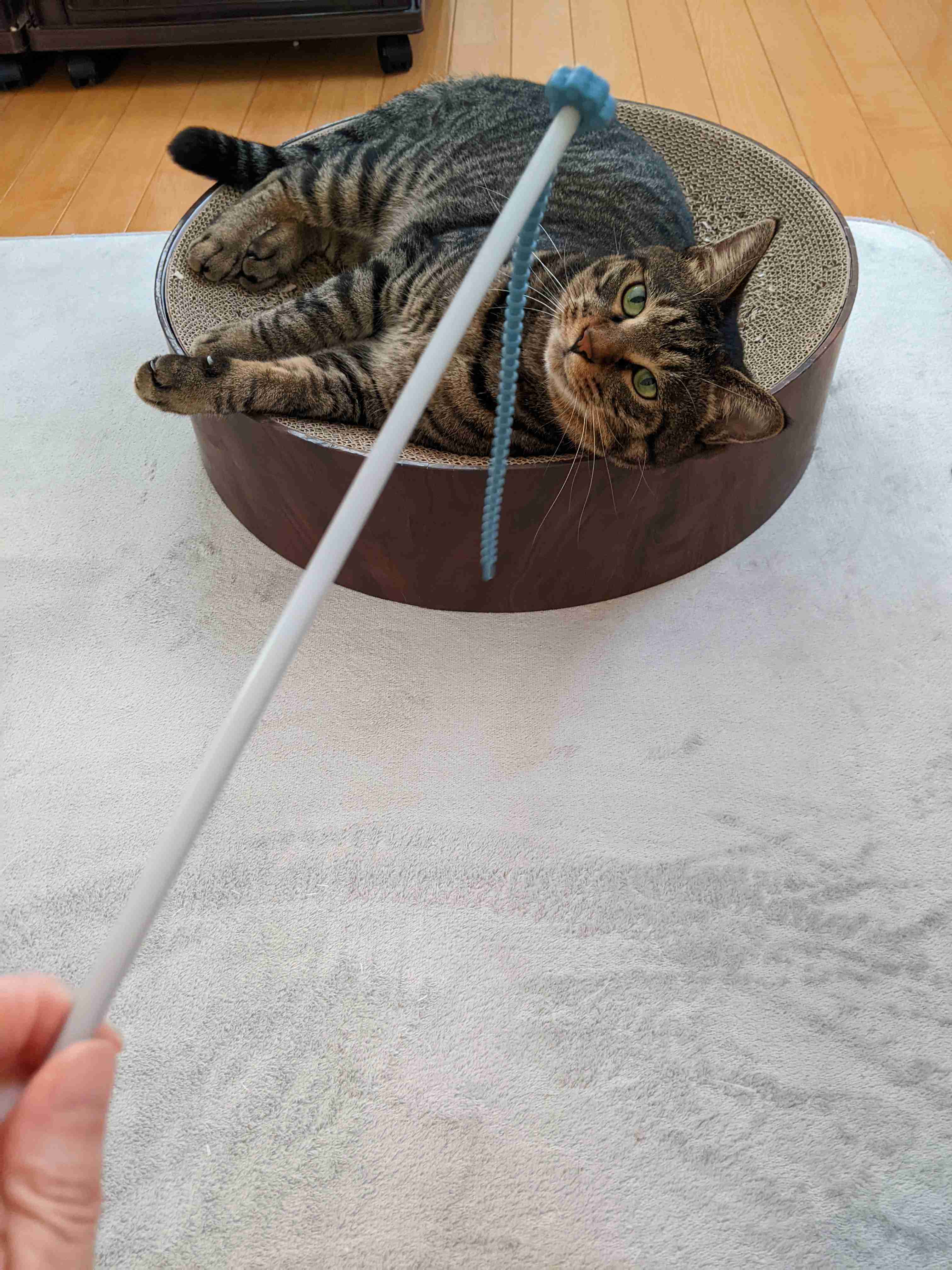 がるちゃん猫カフェ114号店開店しました♪(初めての方も大歓迎♪)