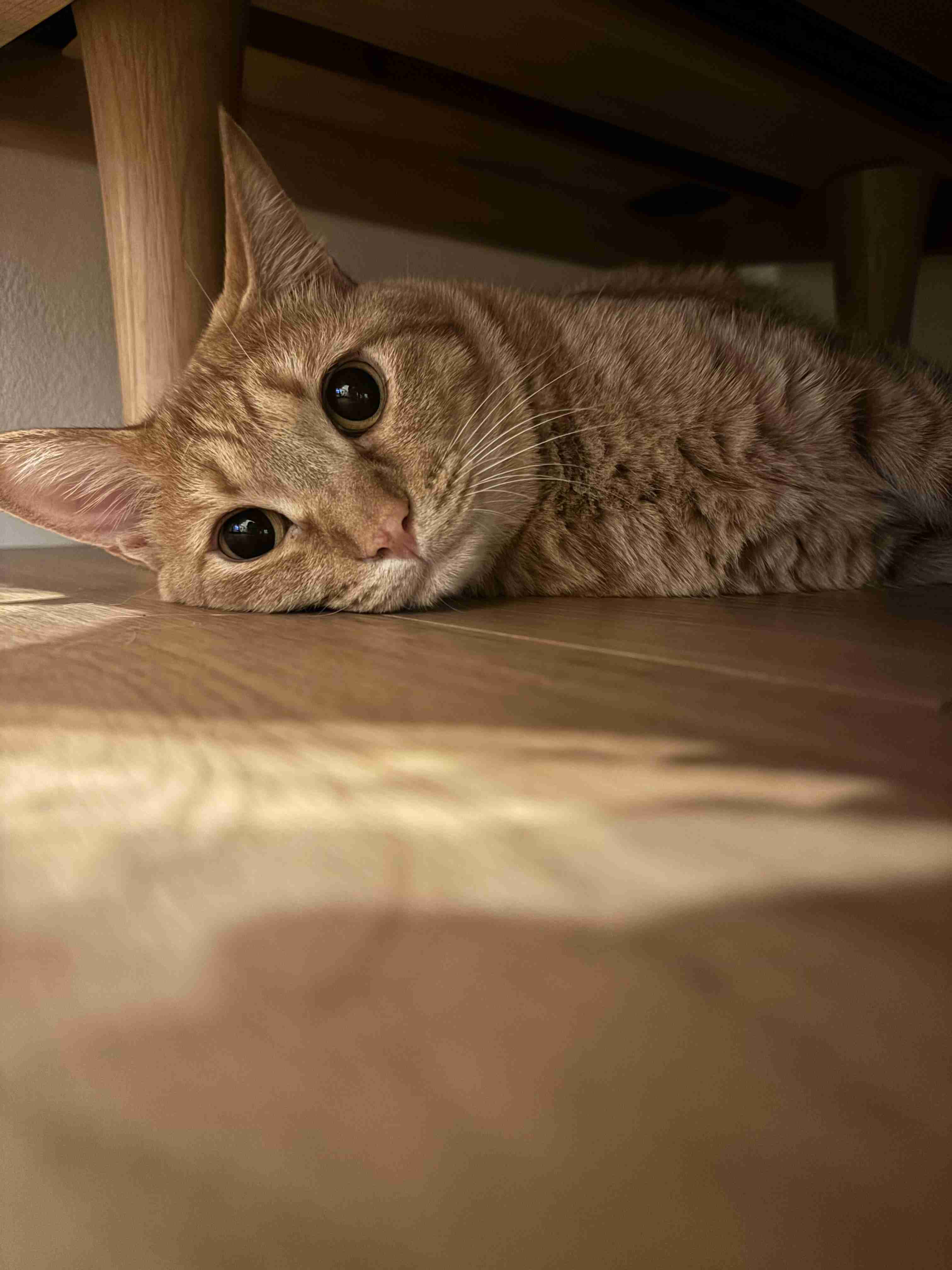 がるちゃん猫カフェ114号店開店しました♪(初めての方も大歓迎♪)