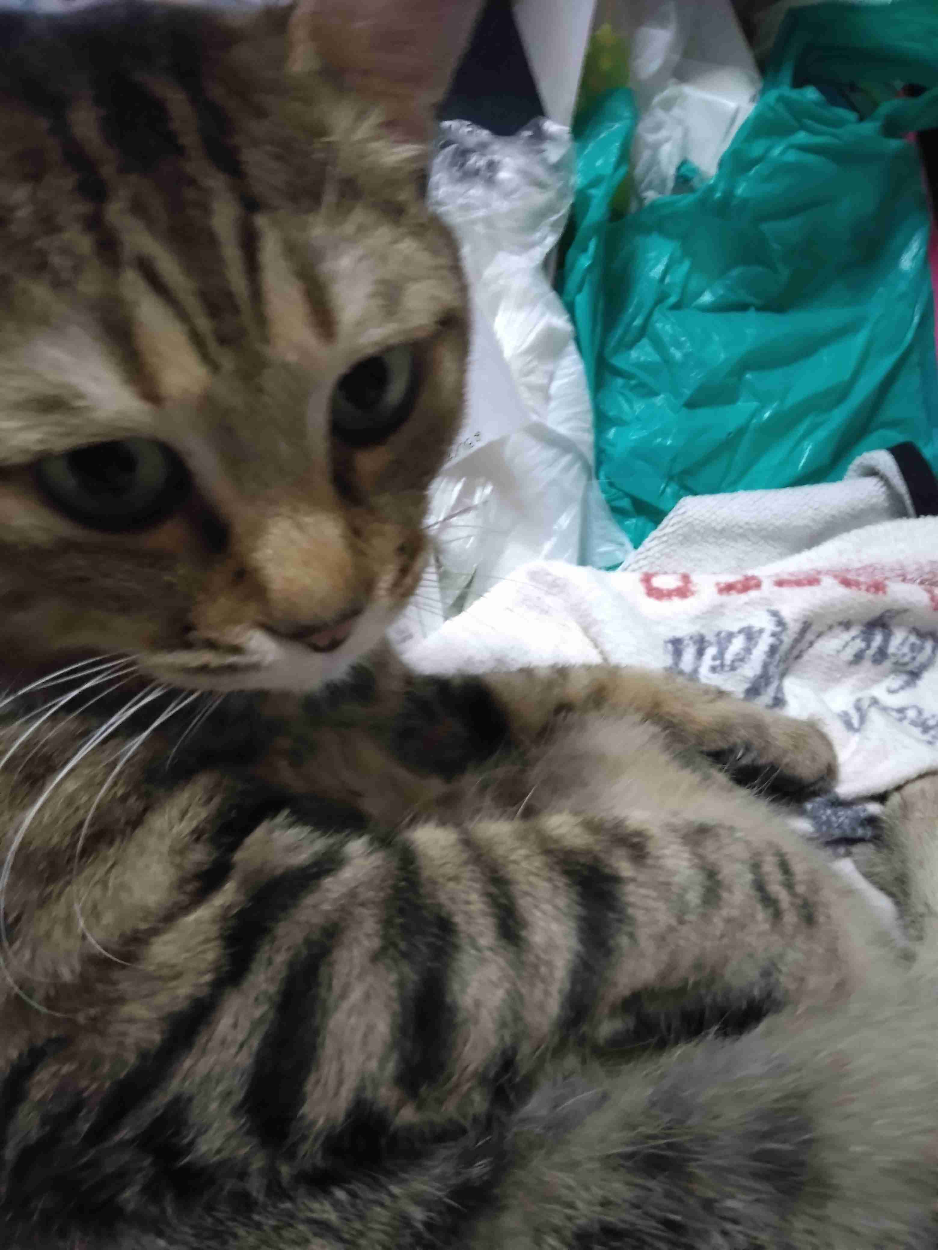 がるちゃん猫カフェ114号店開店しました♪(初めての方も大歓迎♪)