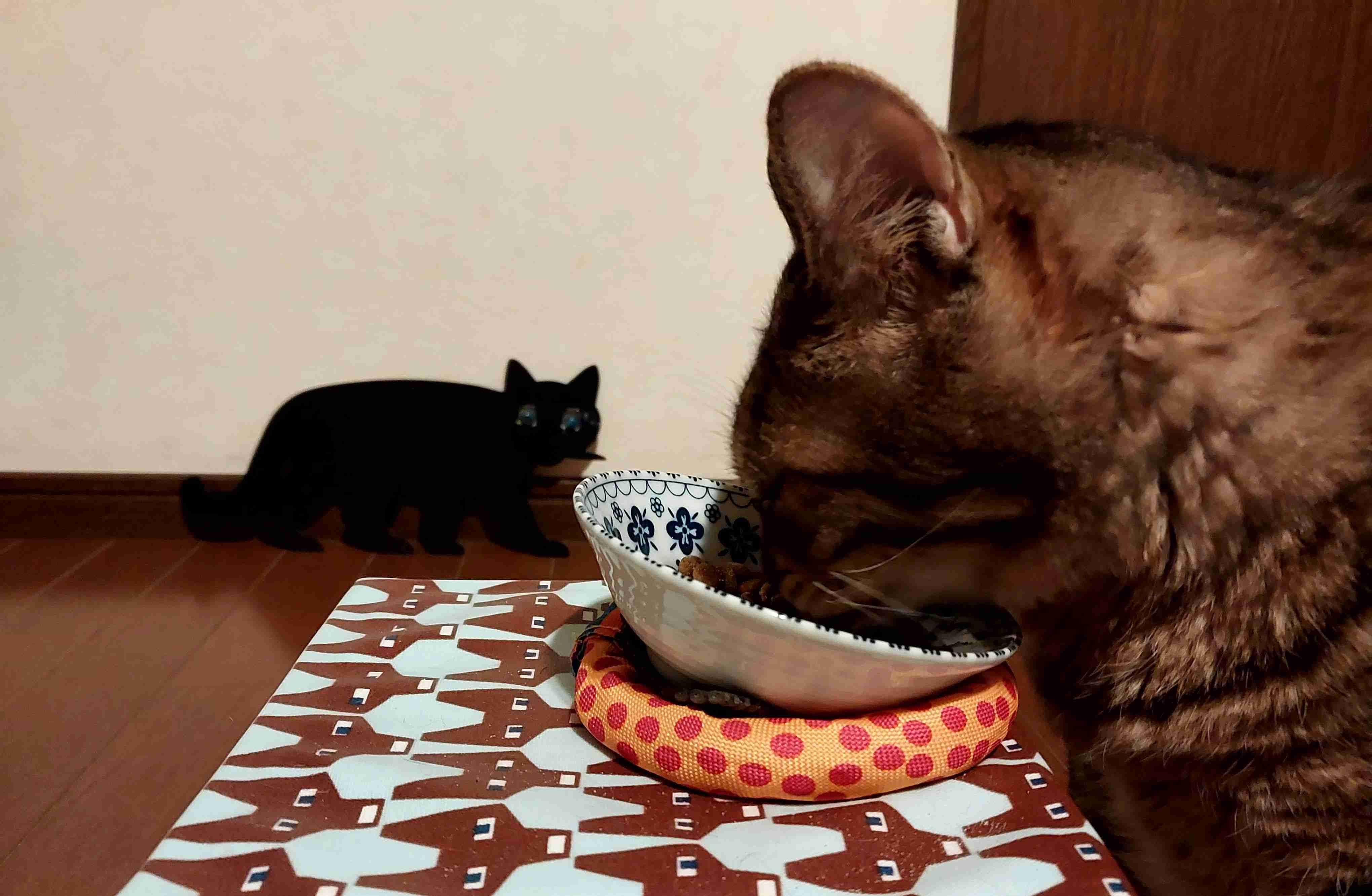 がるちゃん猫カフェ114号店開店しました♪(初めての方も大歓迎♪)
