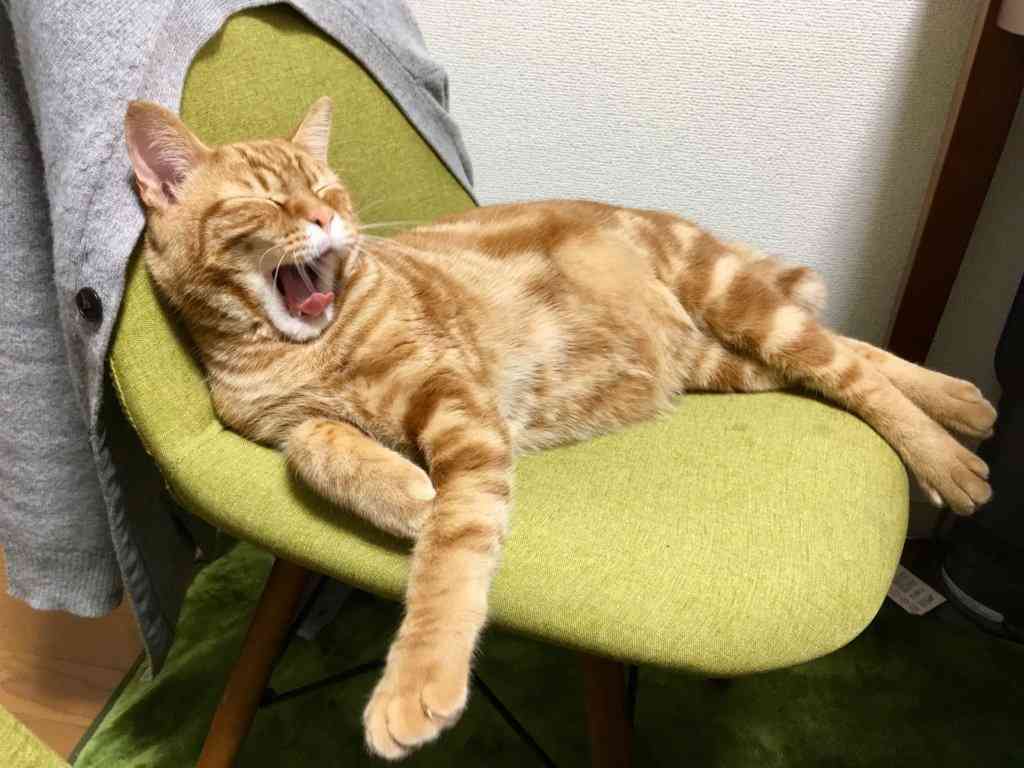がるちゃん猫カフェ114号店開店しました♪(初めての方も大歓迎♪)