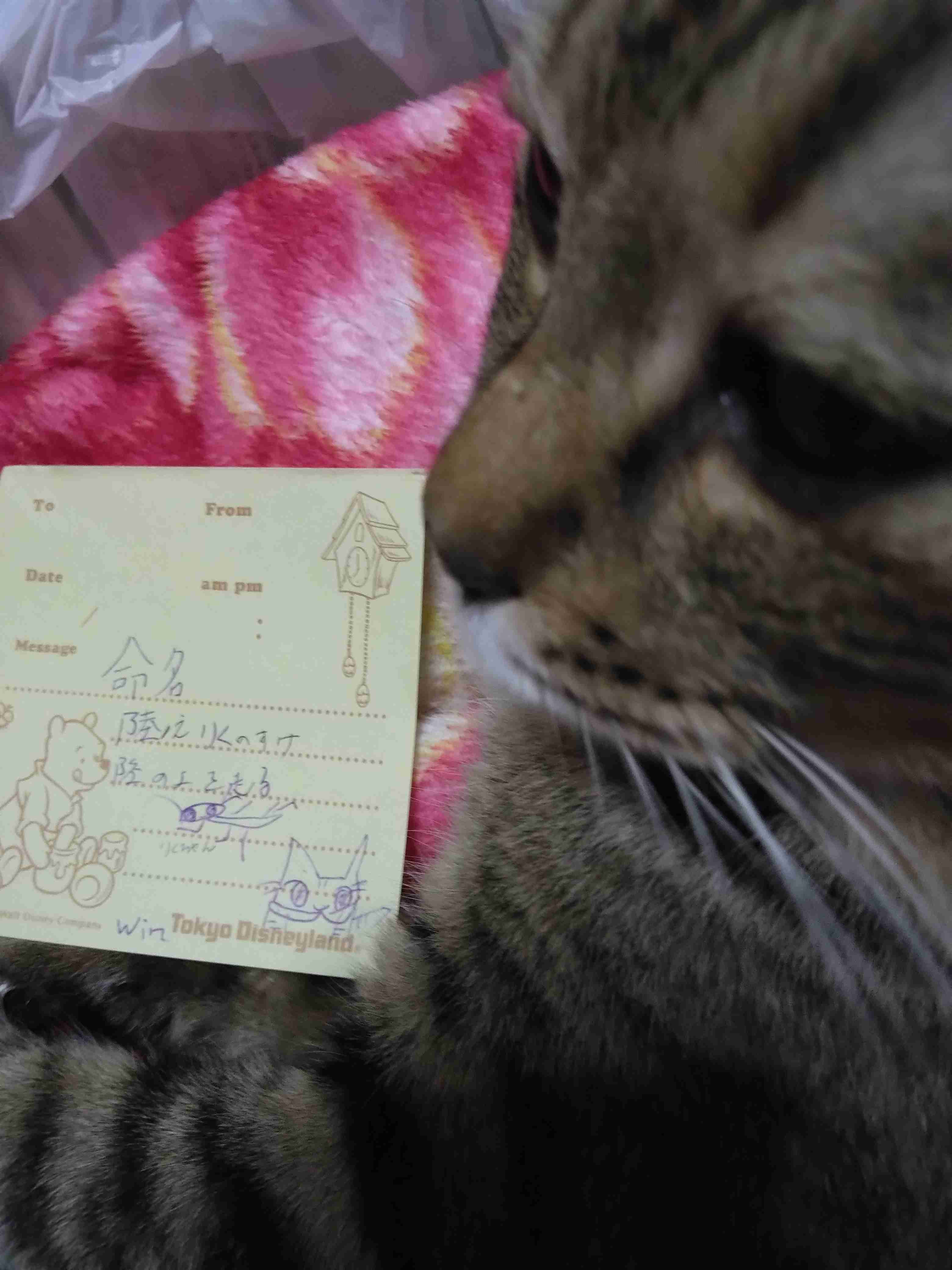 がるちゃん猫カフェ114号店開店しました♪(初めての方も大歓迎♪)
