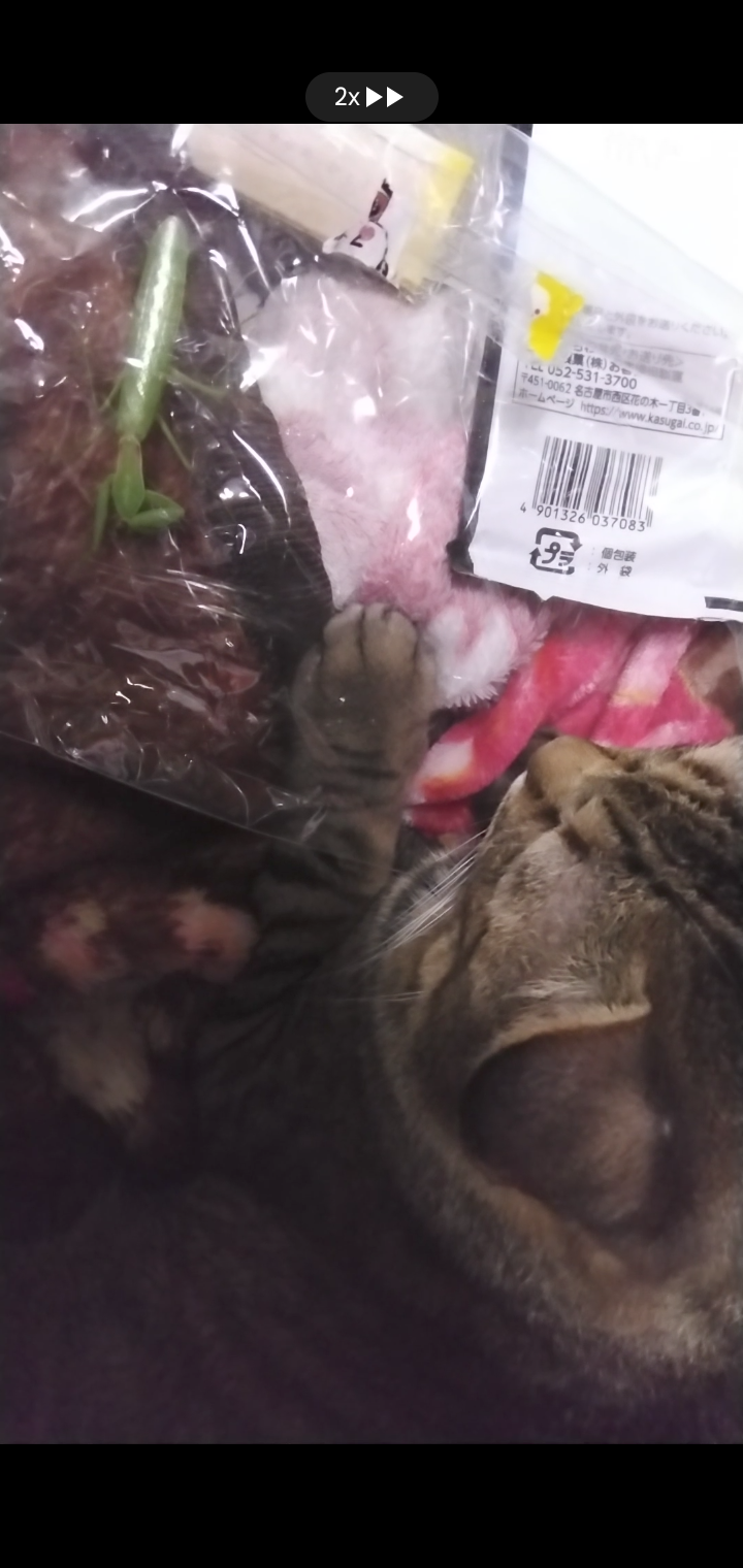 がるちゃん猫カフェ114号店開店しました♪(初めての方も大歓迎♪)