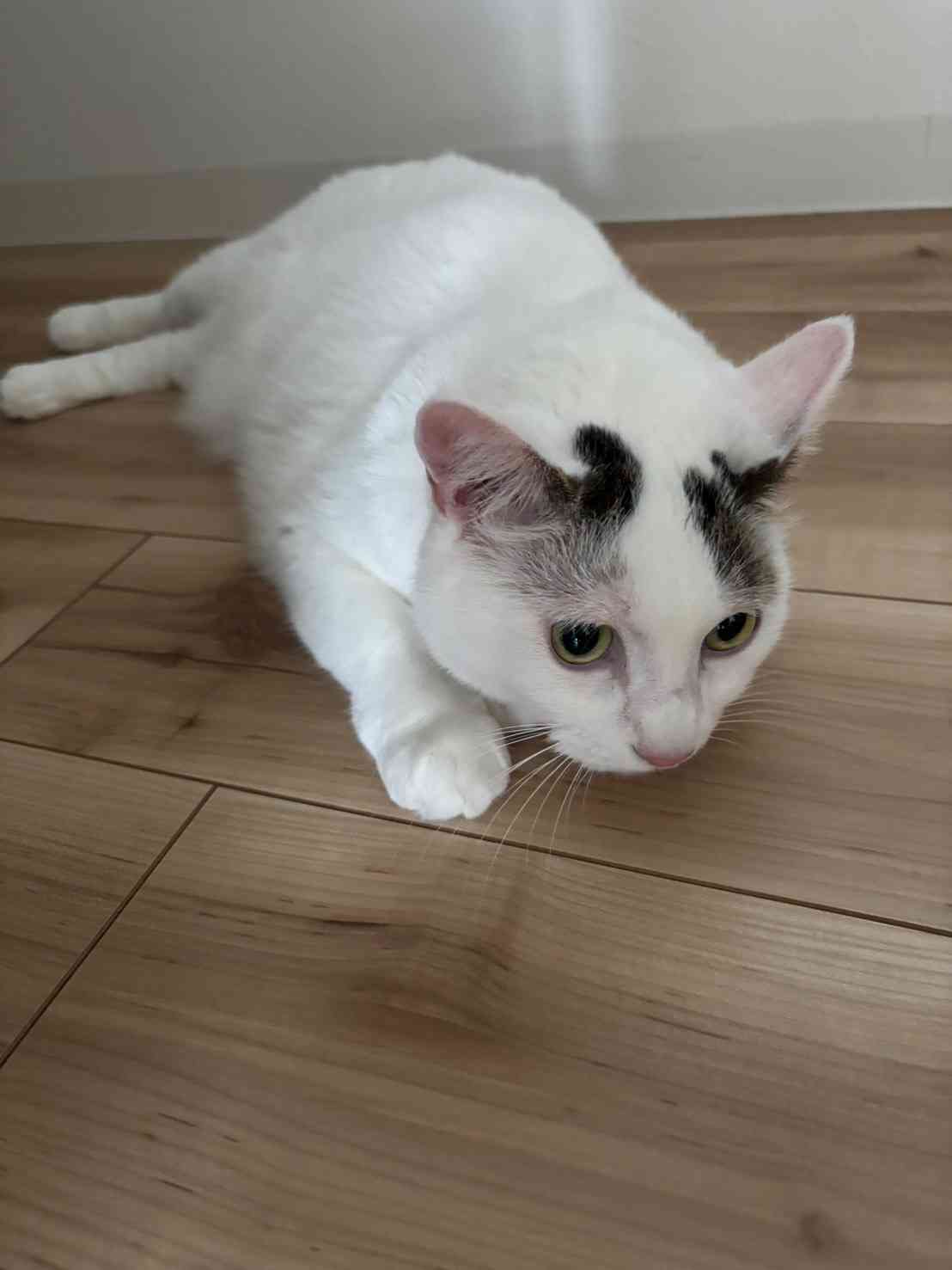 がるちゃん猫カフェ114号店開店しました♪(初めての方も大歓迎♪)