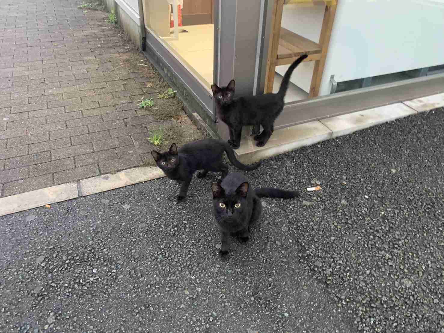 がるちゃん猫カフェ114号店開店しました♪(初めての方も大歓迎♪)