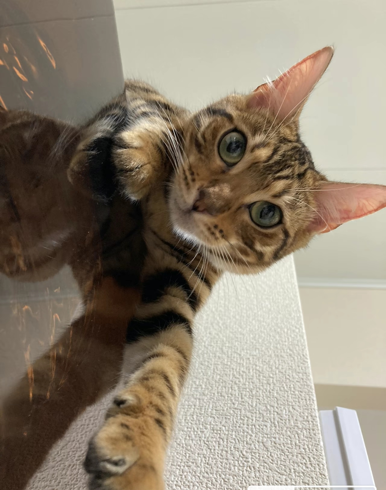 がるちゃん猫カフェ114号店開店しました♪(初めての方も大歓迎♪)