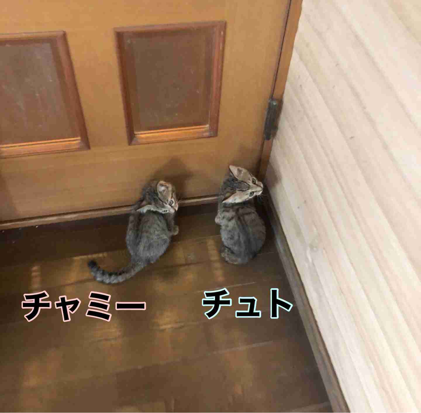 がるちゃん猫カフェ114号店開店しました♪(初めての方も大歓迎♪)