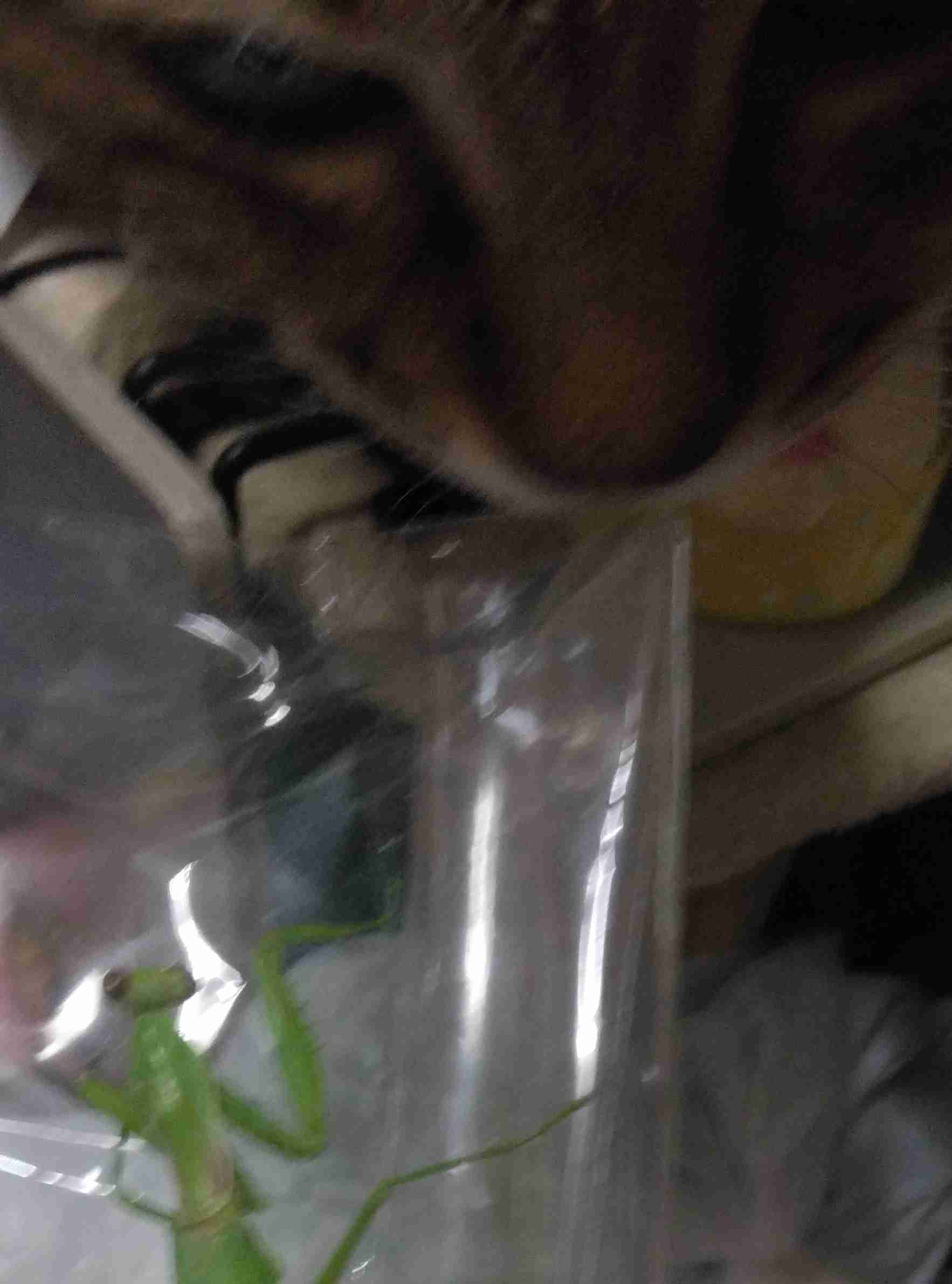 がるちゃん猫カフェ114号店開店しました♪(初めての方も大歓迎♪)