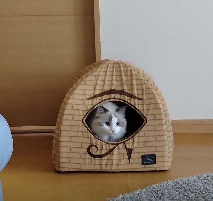 がるちゃん猫カフェ114号店開店しました♪(初めての方も大歓迎♪)
