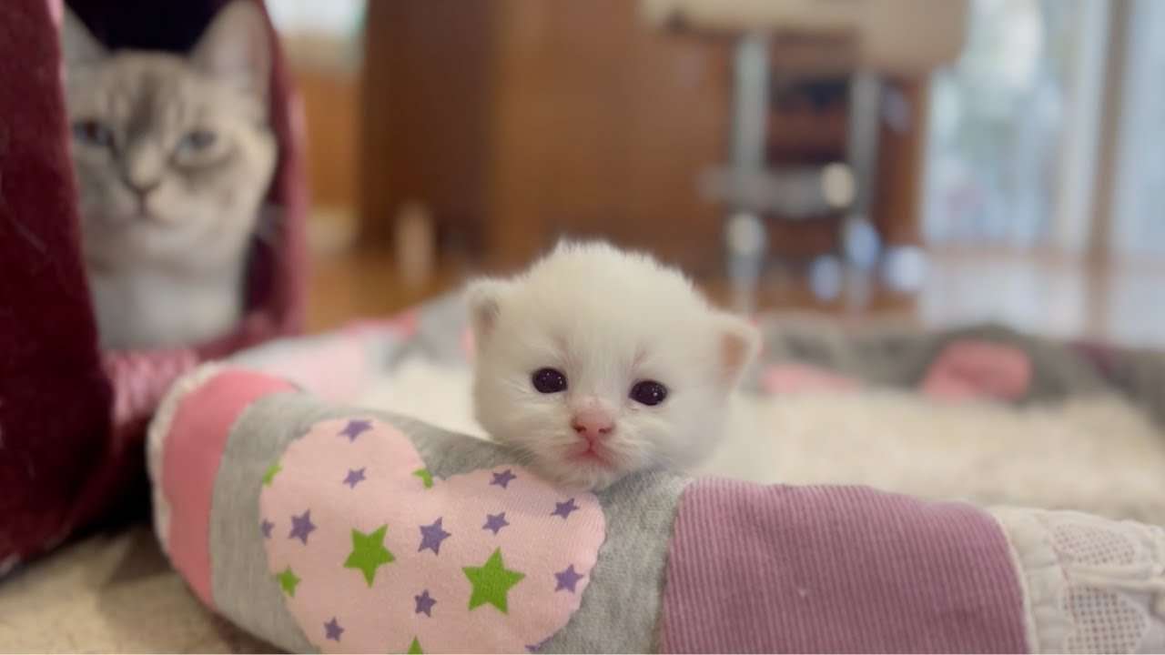 がるちゃん猫カフェ114号店開店しました♪(初めての方も大歓迎♪)