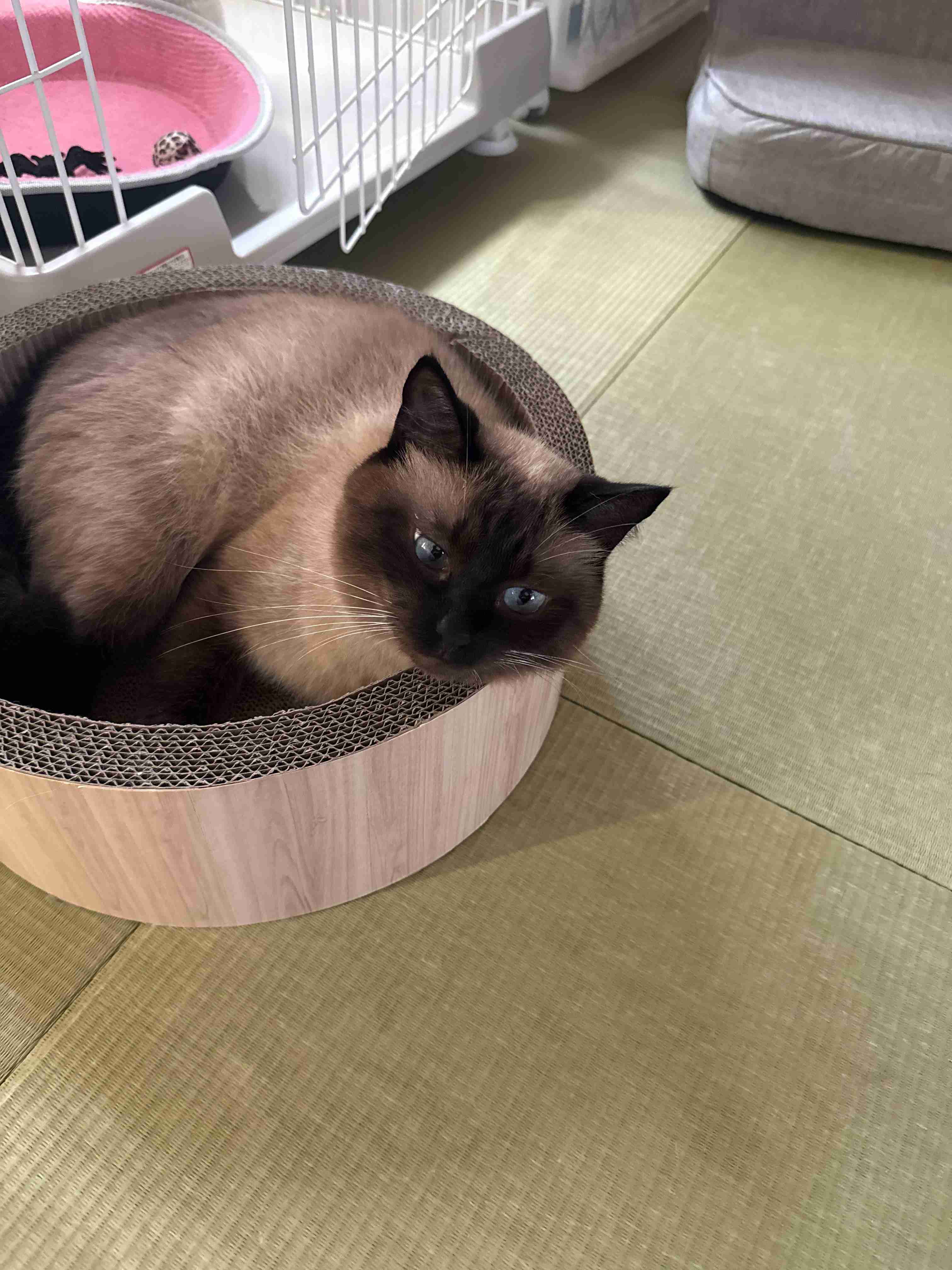 がるちゃん猫カフェ114号店開店しました♪(初めての方も大歓迎♪)