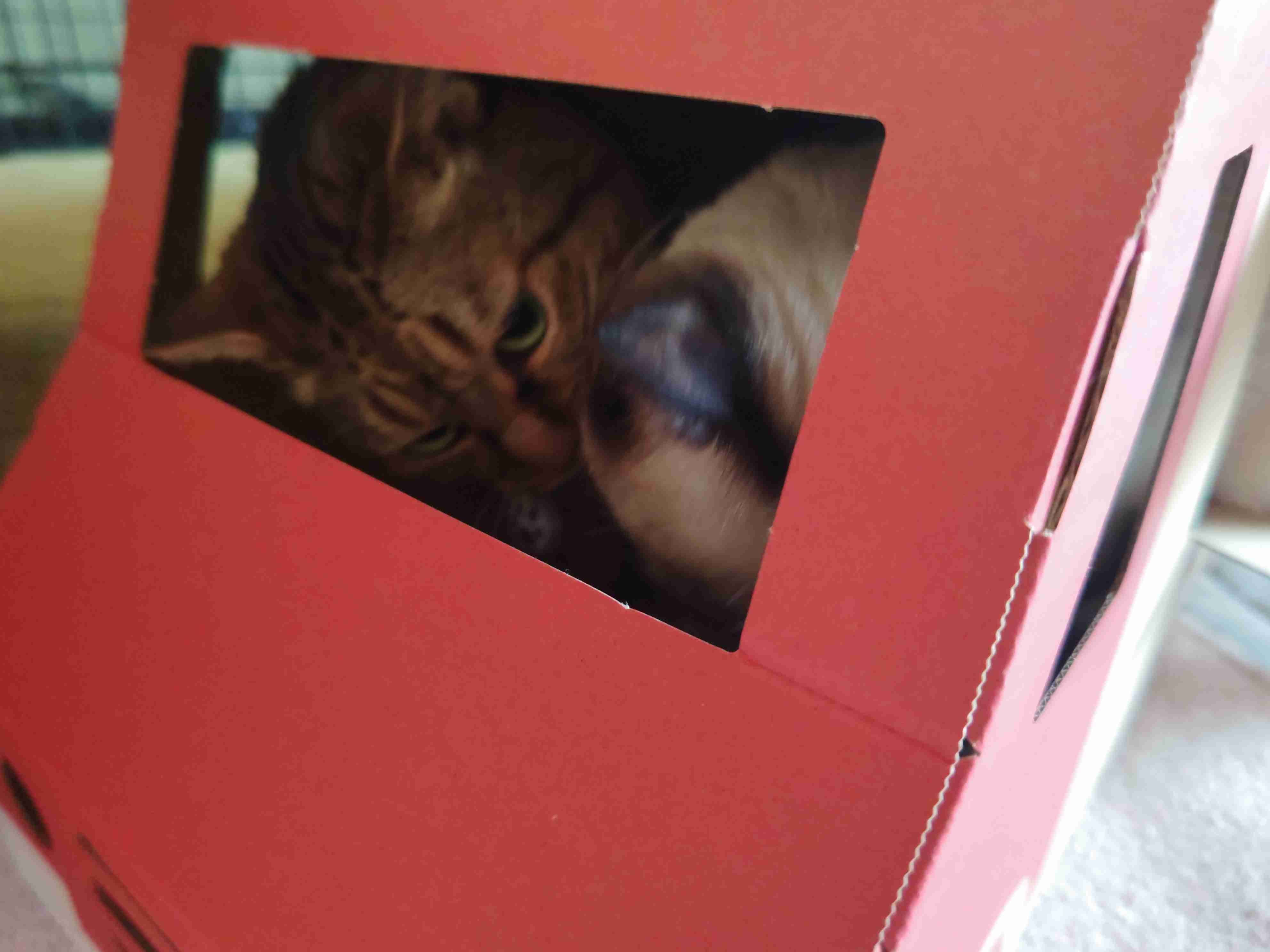 がるちゃん猫カフェ114号店開店しました♪(初めての方も大歓迎♪)