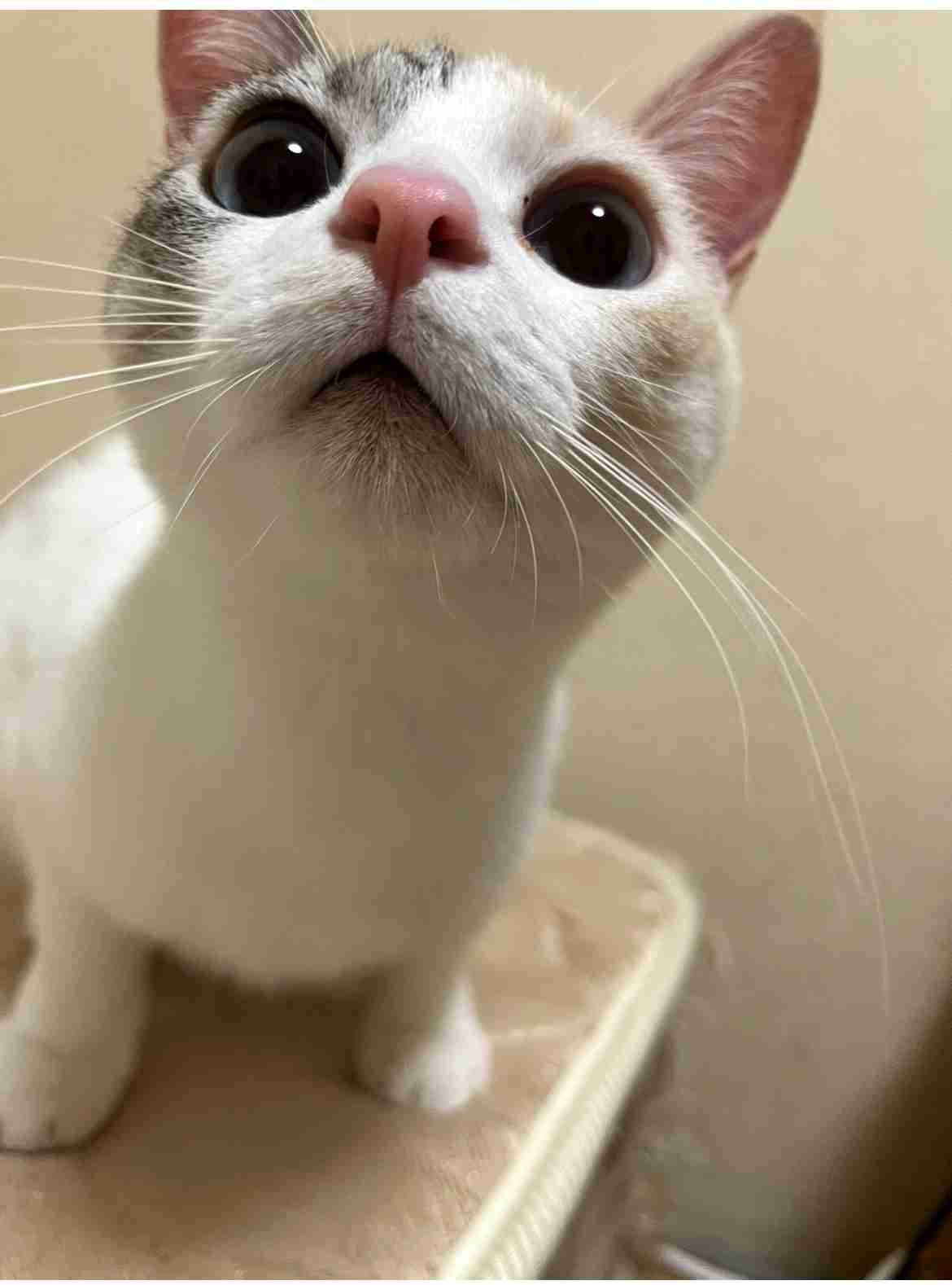 がるちゃん猫カフェ114号店開店しました♪(初めての方も大歓迎♪)